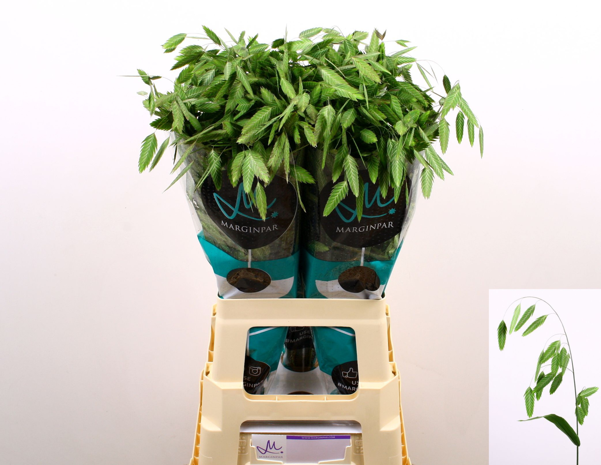 Хасмантиум Латифолиум Мантис 70 (зел.), шт.