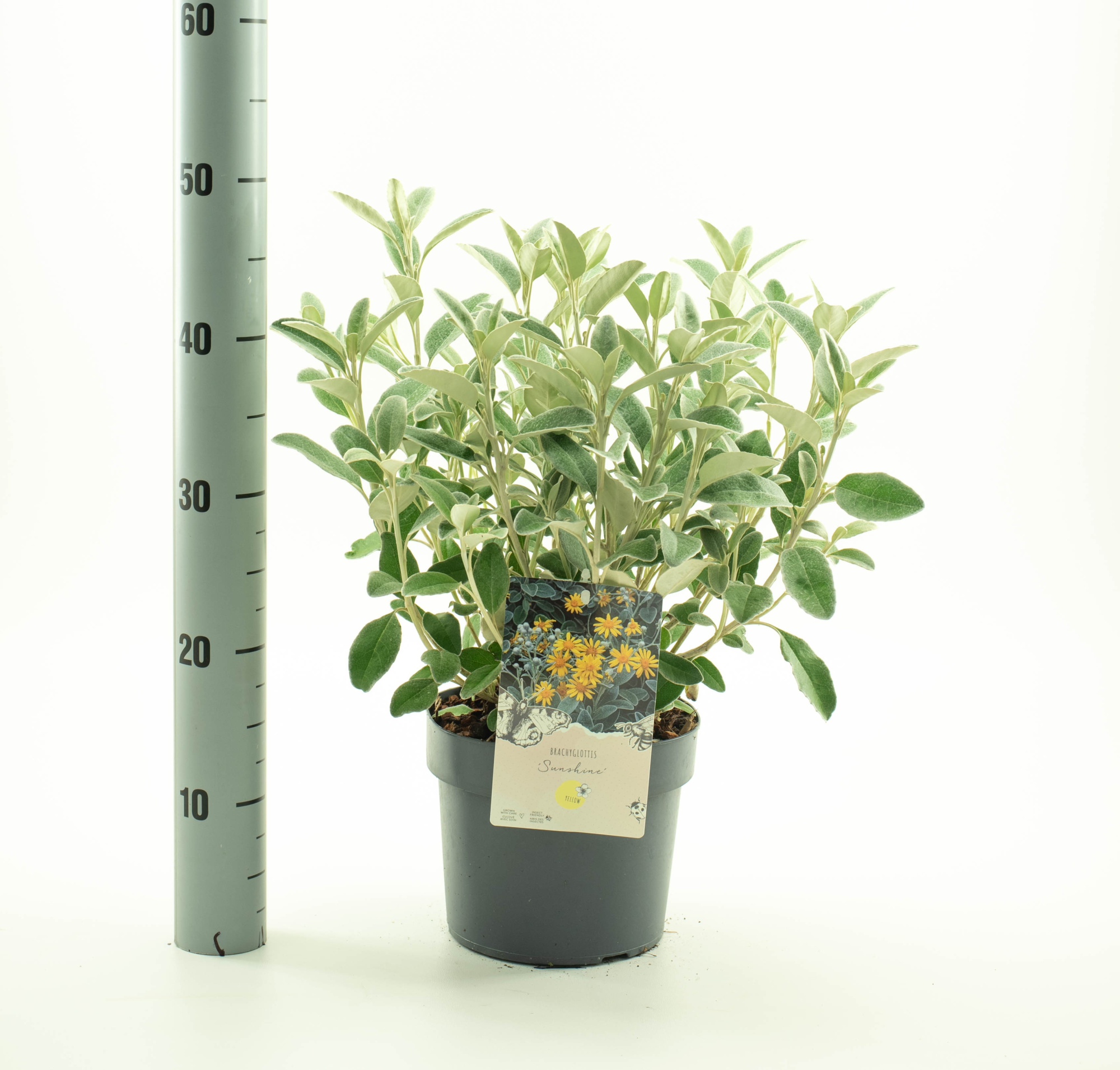 Brachyglottis 'Sunshine', D 19 cm