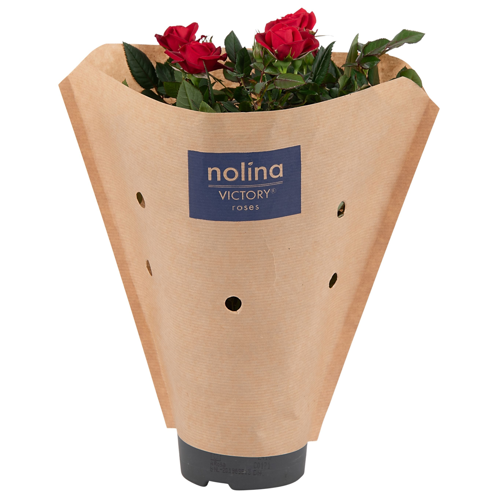 Nolina Roses Ø 10.5 cm Red Paper sleeve, D 10,5 cm