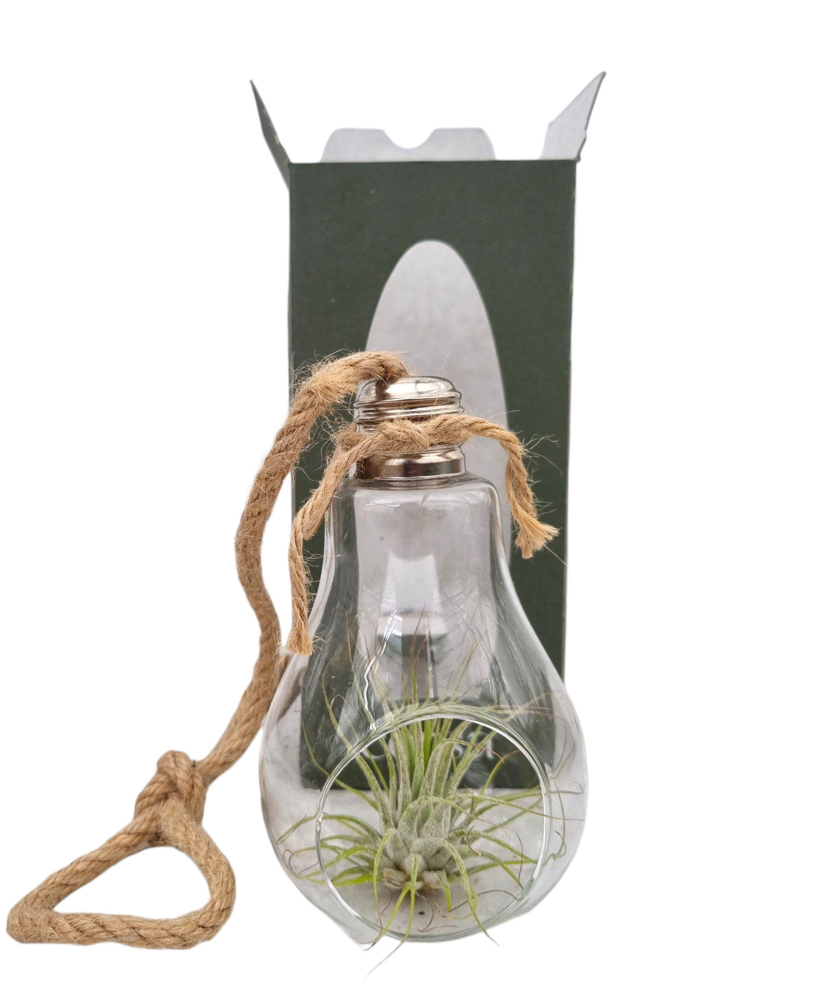Tillandsia lamp touw gift package, D 9 cm