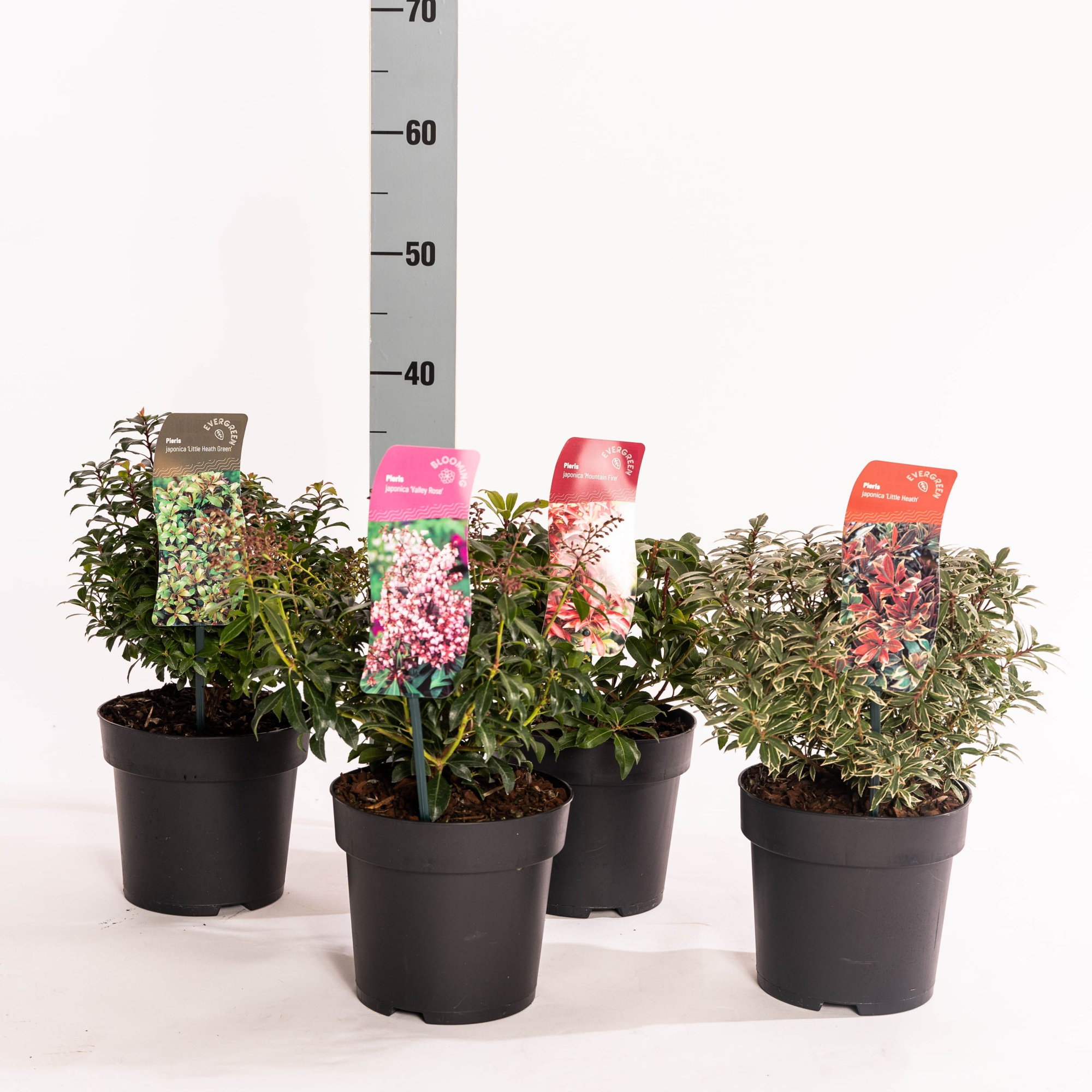 Pieris jap. MIX, D 17 cm