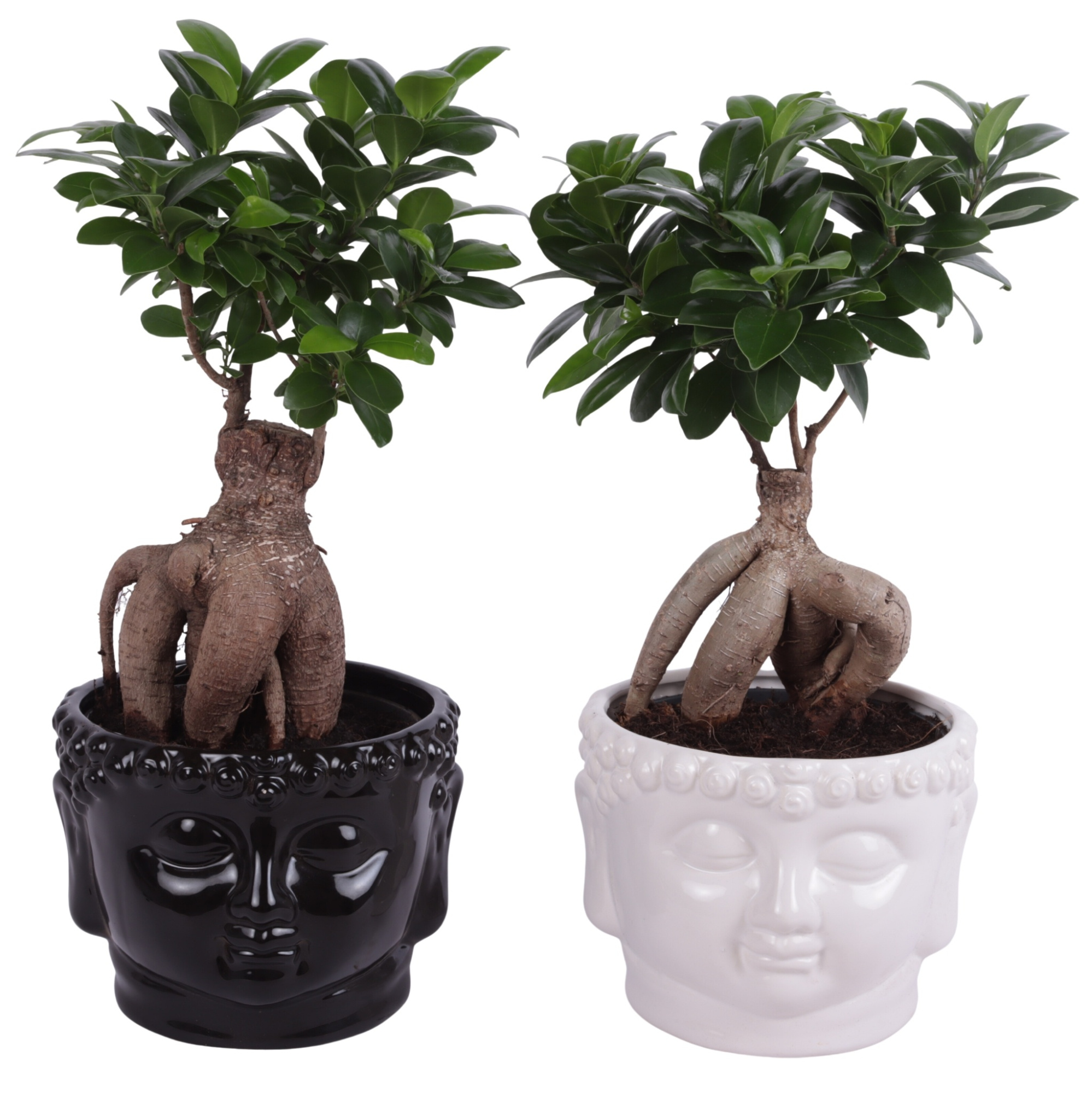 Ficus m. Ginseng Pot Ø15cm in Ø18cm Black and White Buddha, D 18 cm