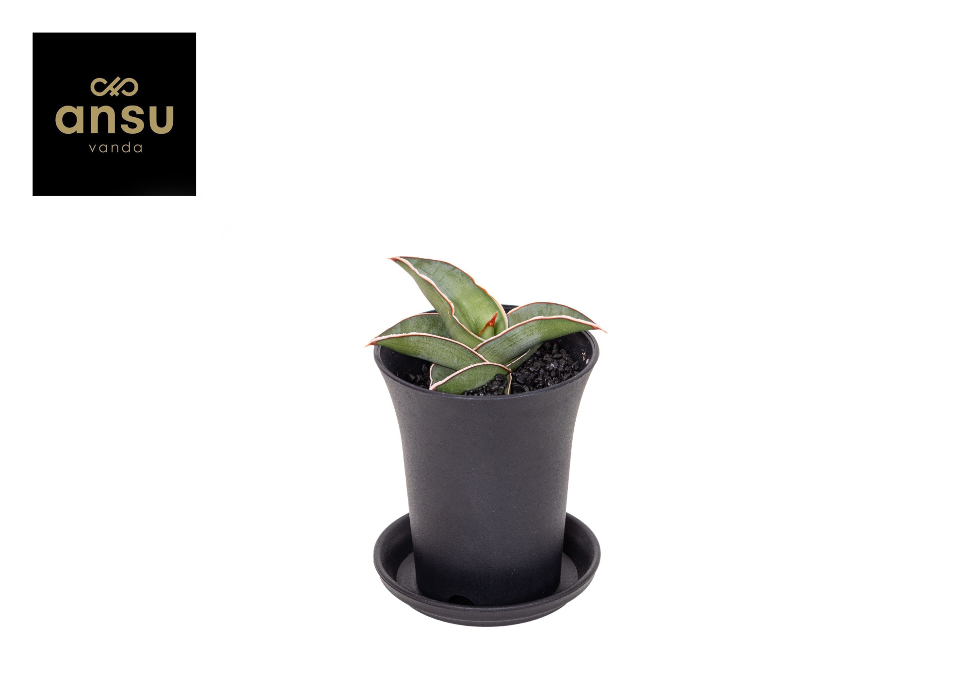Sansevieria Almond Silver in sierpot, D 7,5 cm
