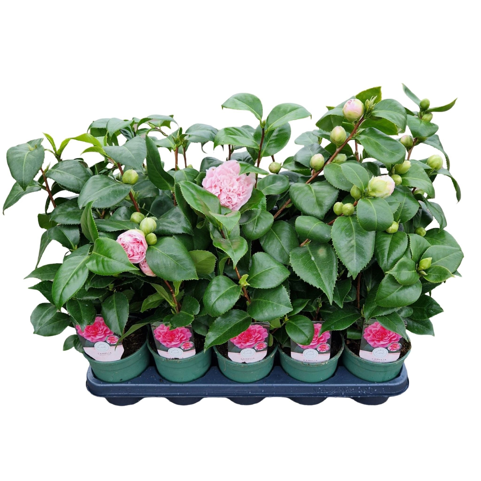 Camellia jap. 'Pink', D 12