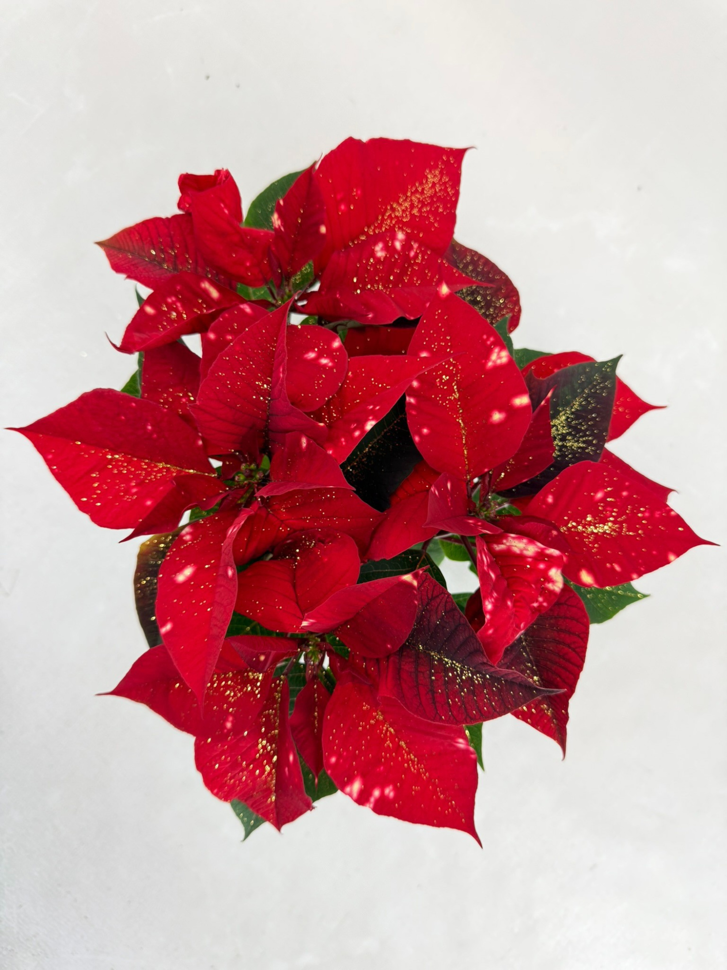 Poinsettia Fantasy star oranje met goudglitter, D 10,5 cm