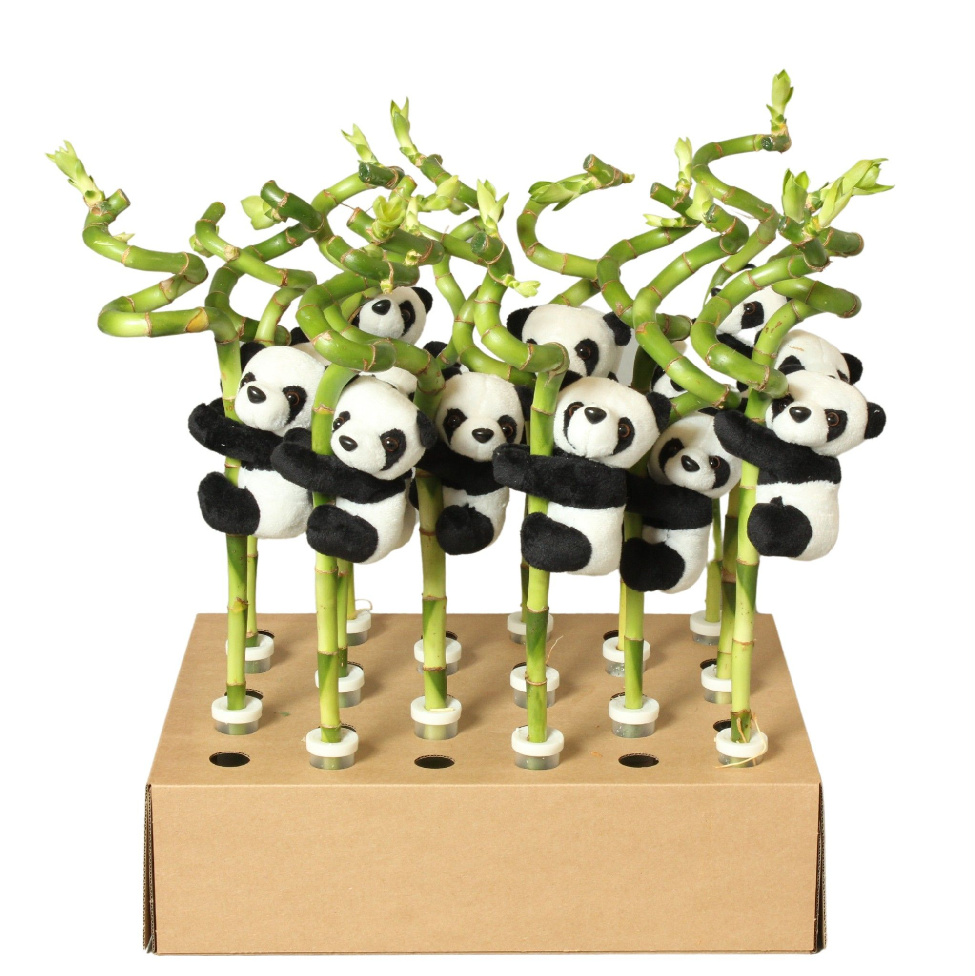 Lucky Bamboo Stem Spiral 40cm in Tube & Karton Tray, D 5 cm