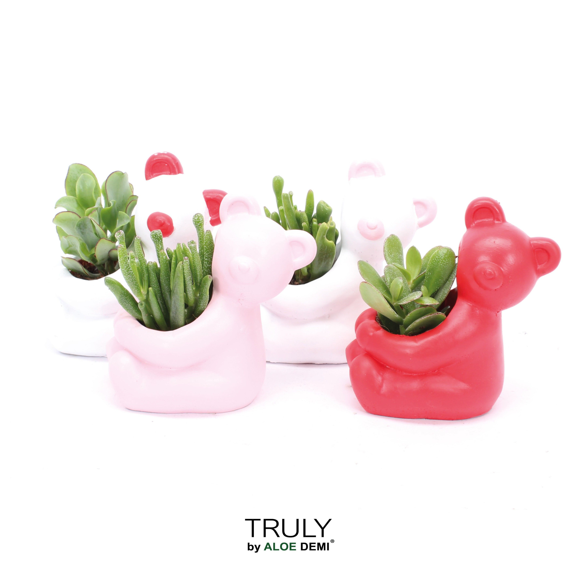 TRULY Crassula, Bear, D 14