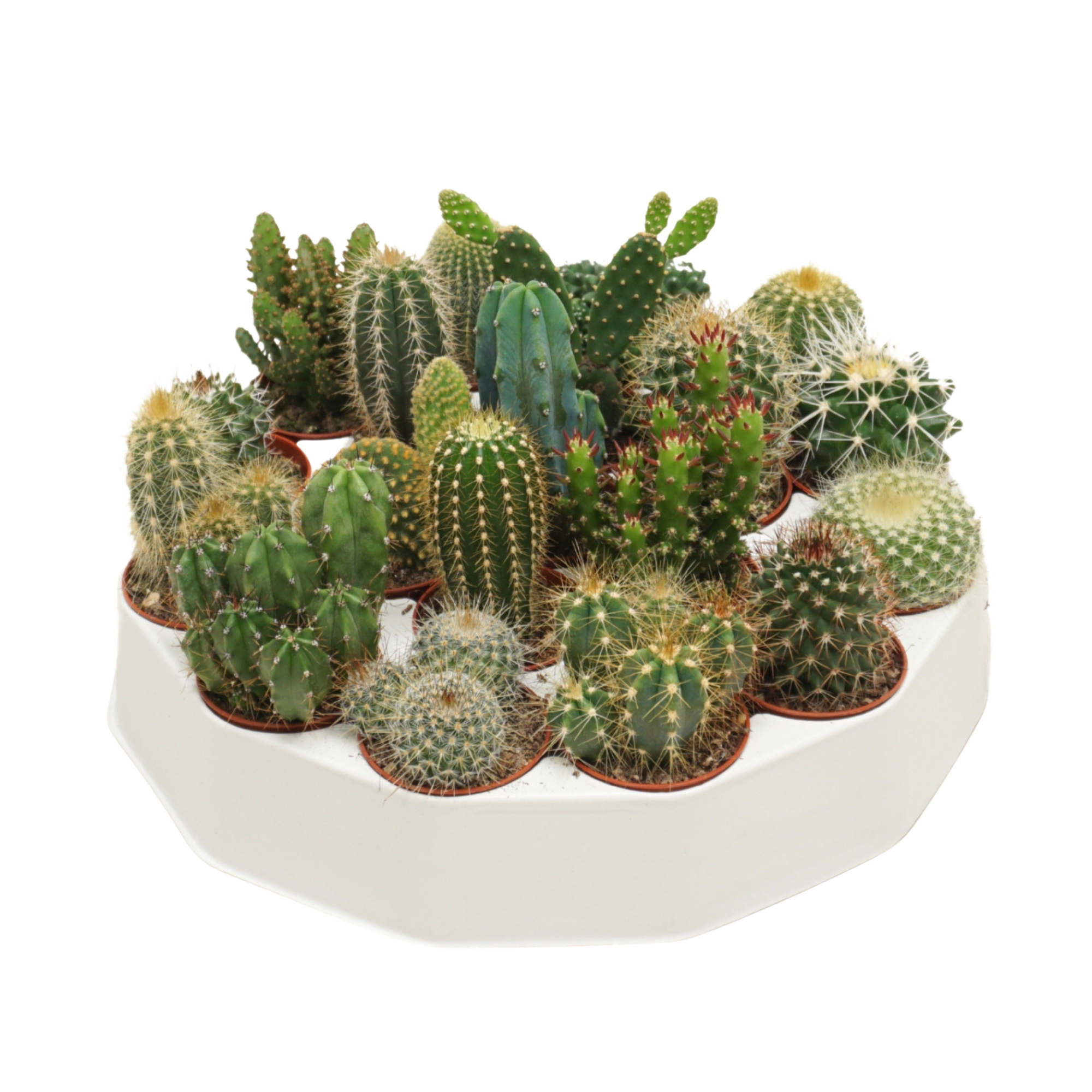 Cactus mix 5,5 cm in ronde tray, D 5,5 cm