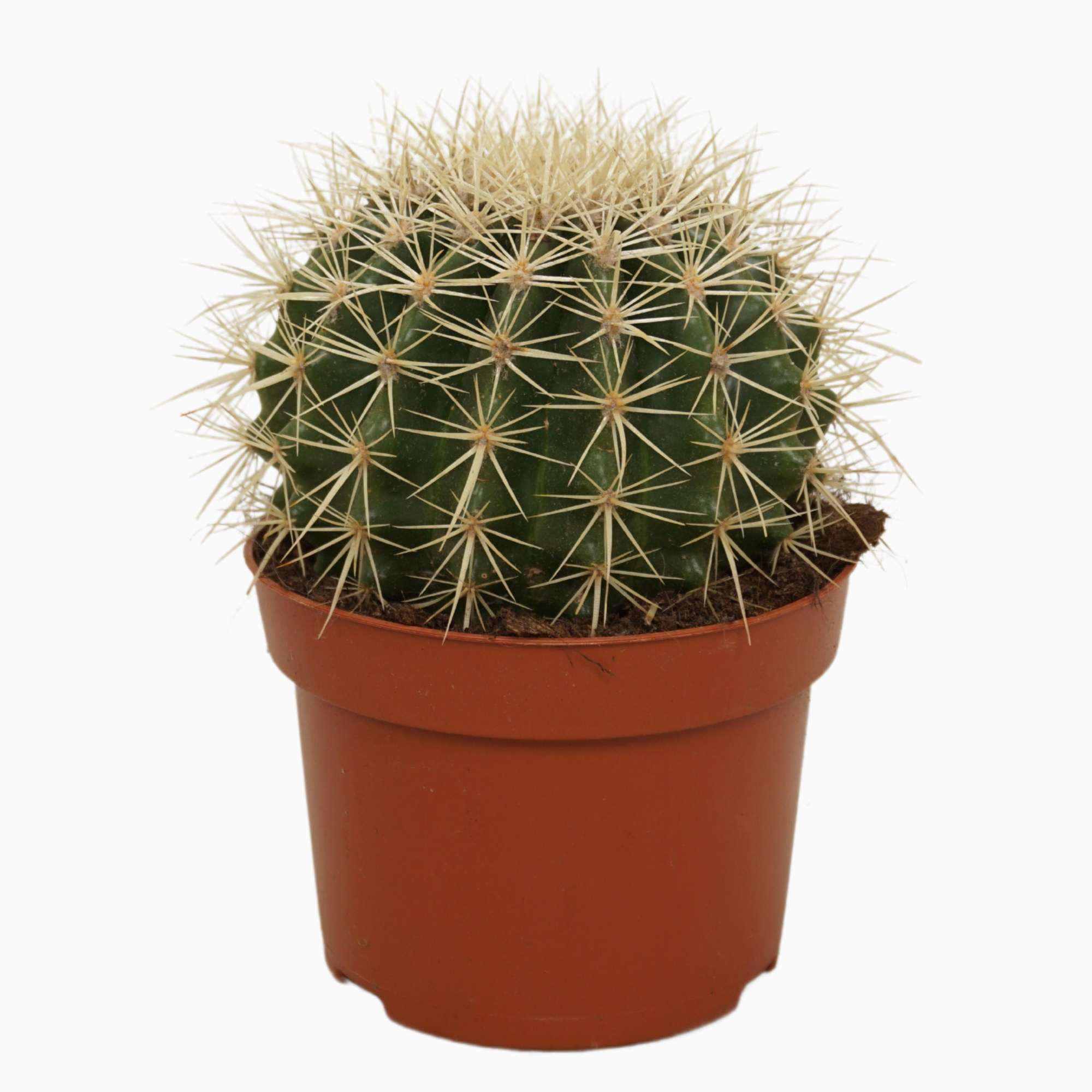 Echinocactus grusonii 13 cm, D 13