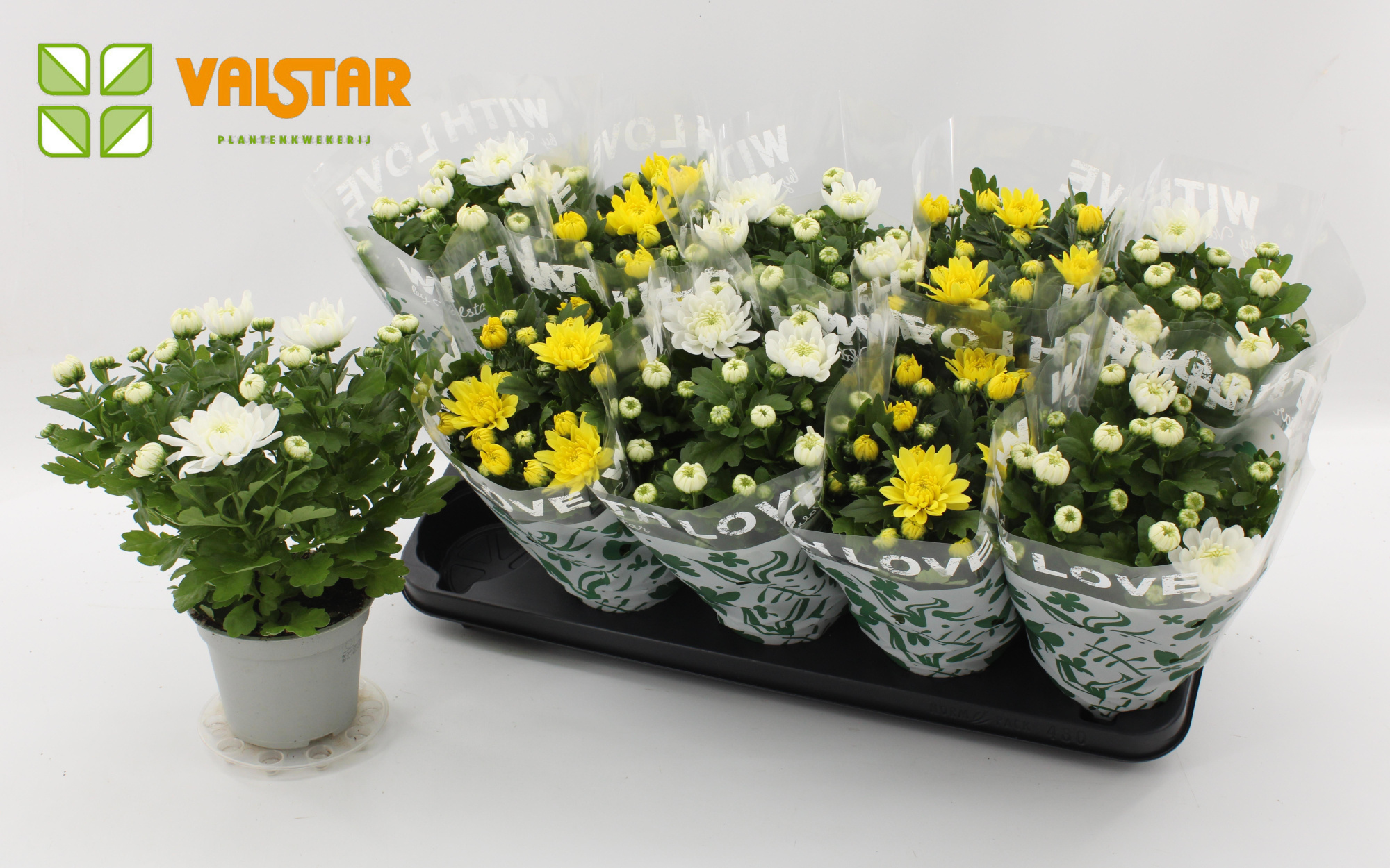 Chrysanthemum, 12 cm Dubbelbloemig With Love by Valstar GEEL WIT, D 12 cm