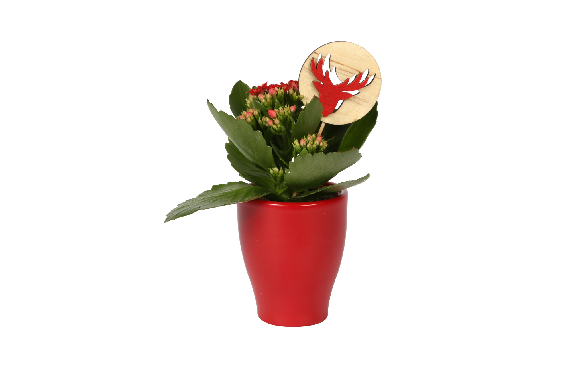 KP-590.20 - Kalanchoe Rosalina 7cm rood keramiek met kerststeker, D 7