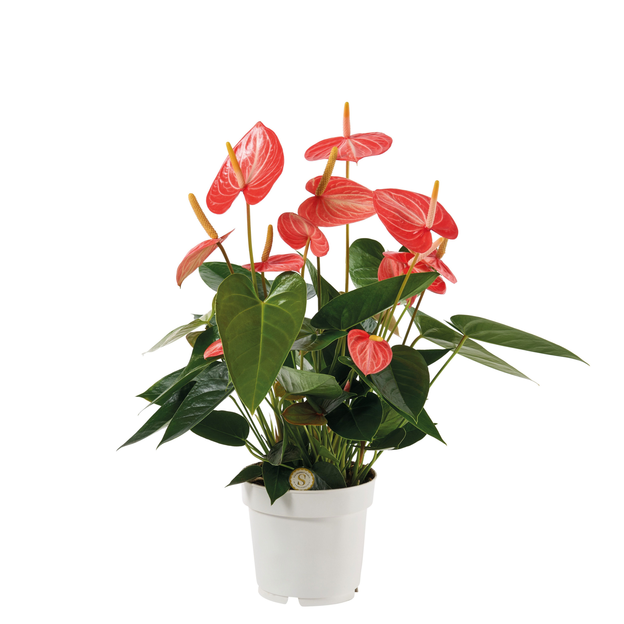 Anthurium Livium Orange 14cm, D 14