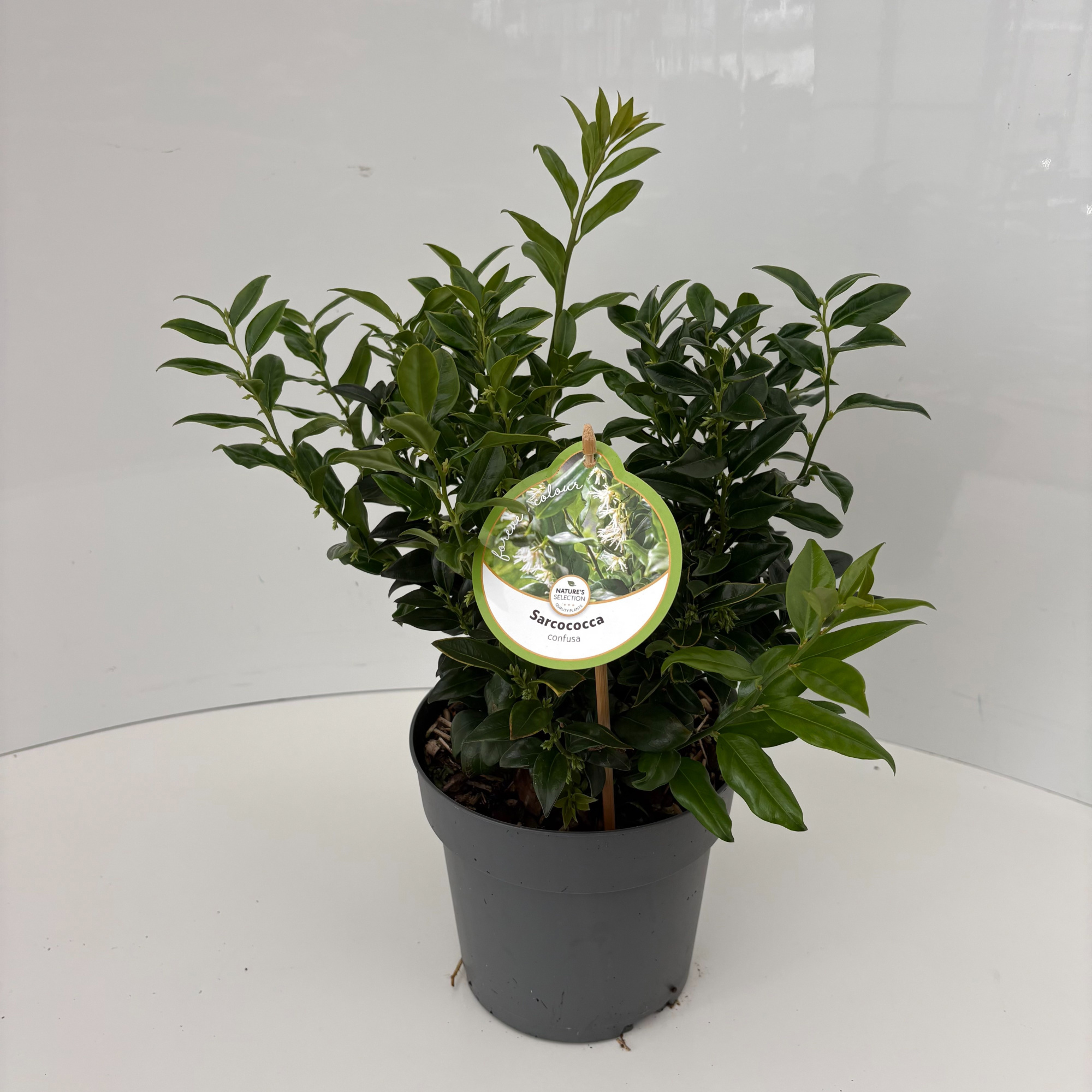 Sarcococca confusa, D 17 cm