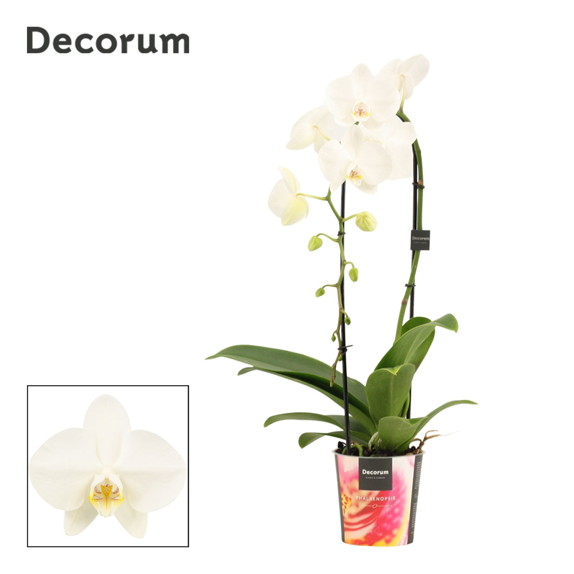 Phalaenopsis cascade 1 tak wit (Decorum), D 12 cm