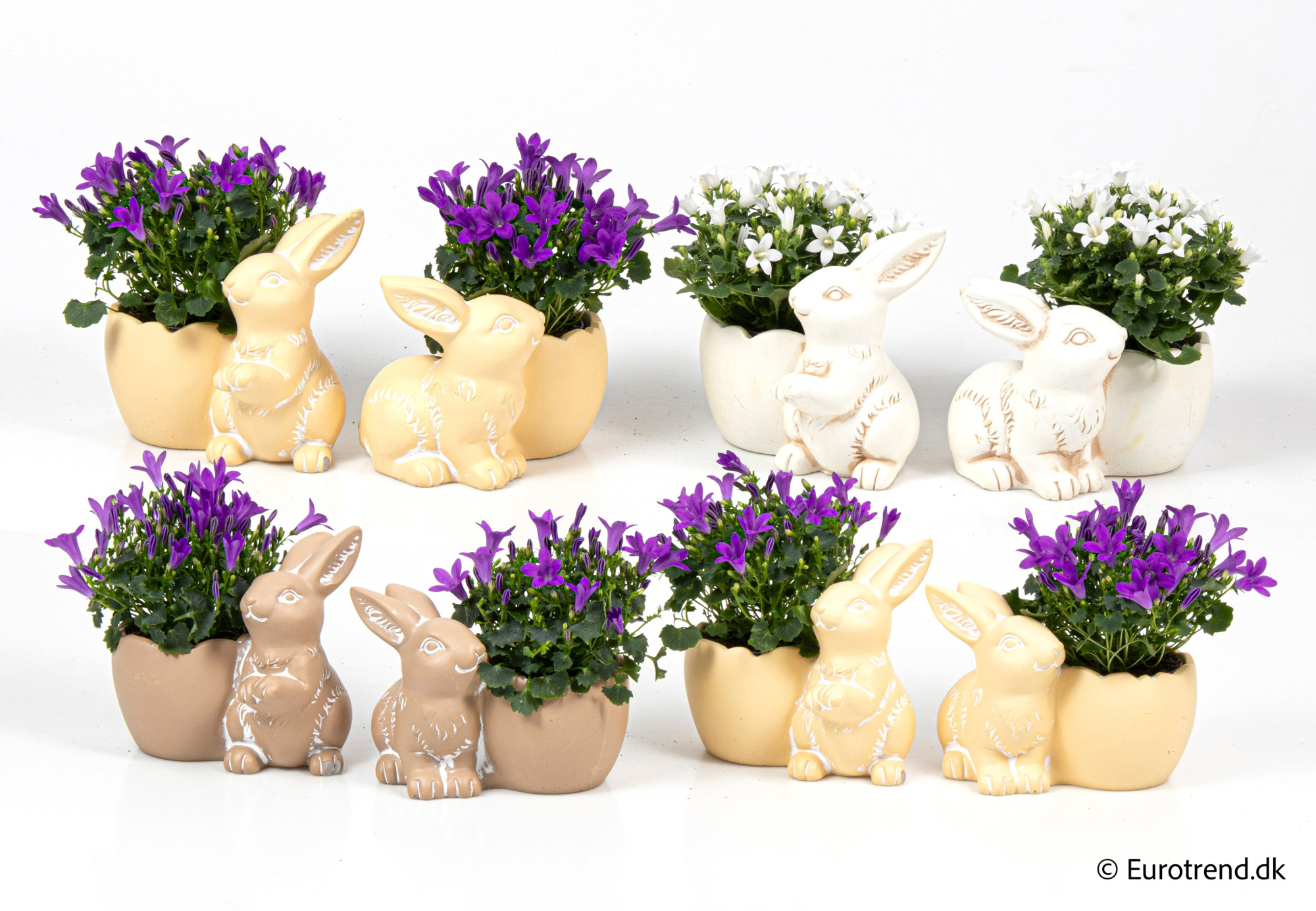 Campanula in Easter ceramic 2026, D 6