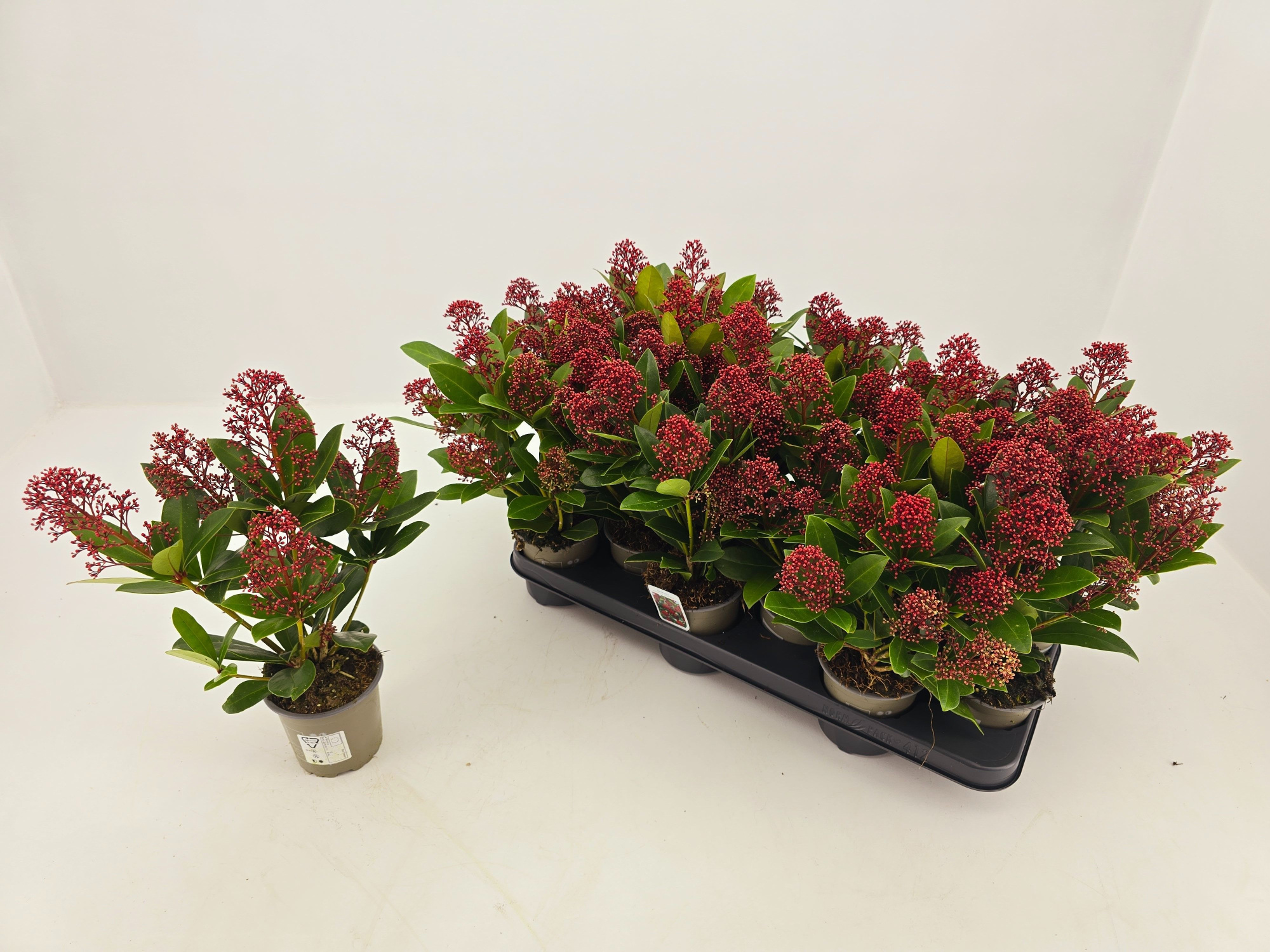 Skimmia jap. Rubella p10,5 5+ bloem, D 11 cm