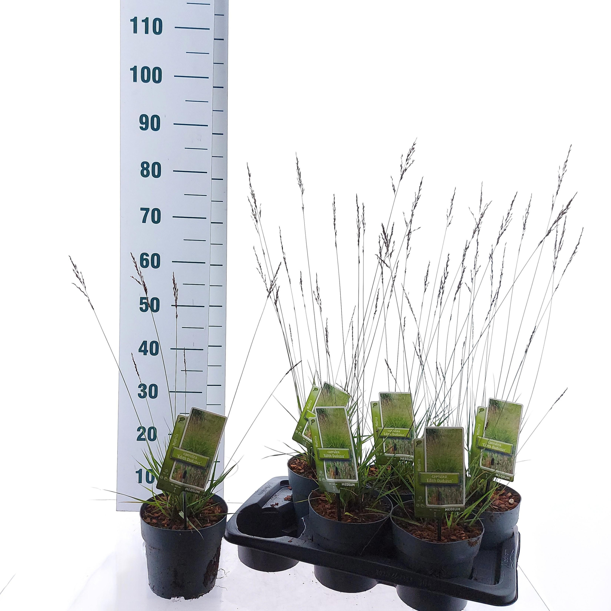 Molinia caerulea 'Edith Dudszus', D 17 cm