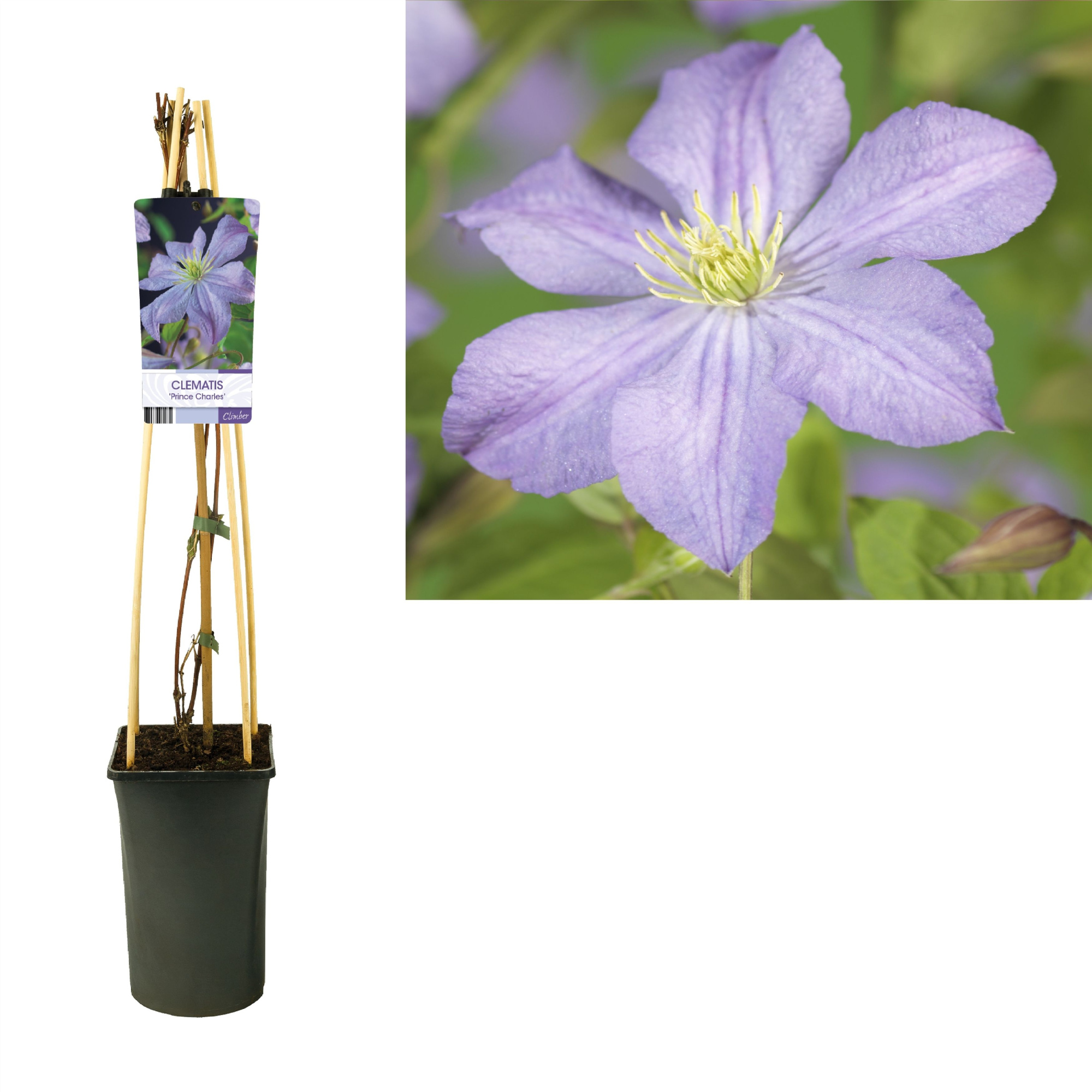 Clematis 'Prince Charles' +light label, D 17 cm