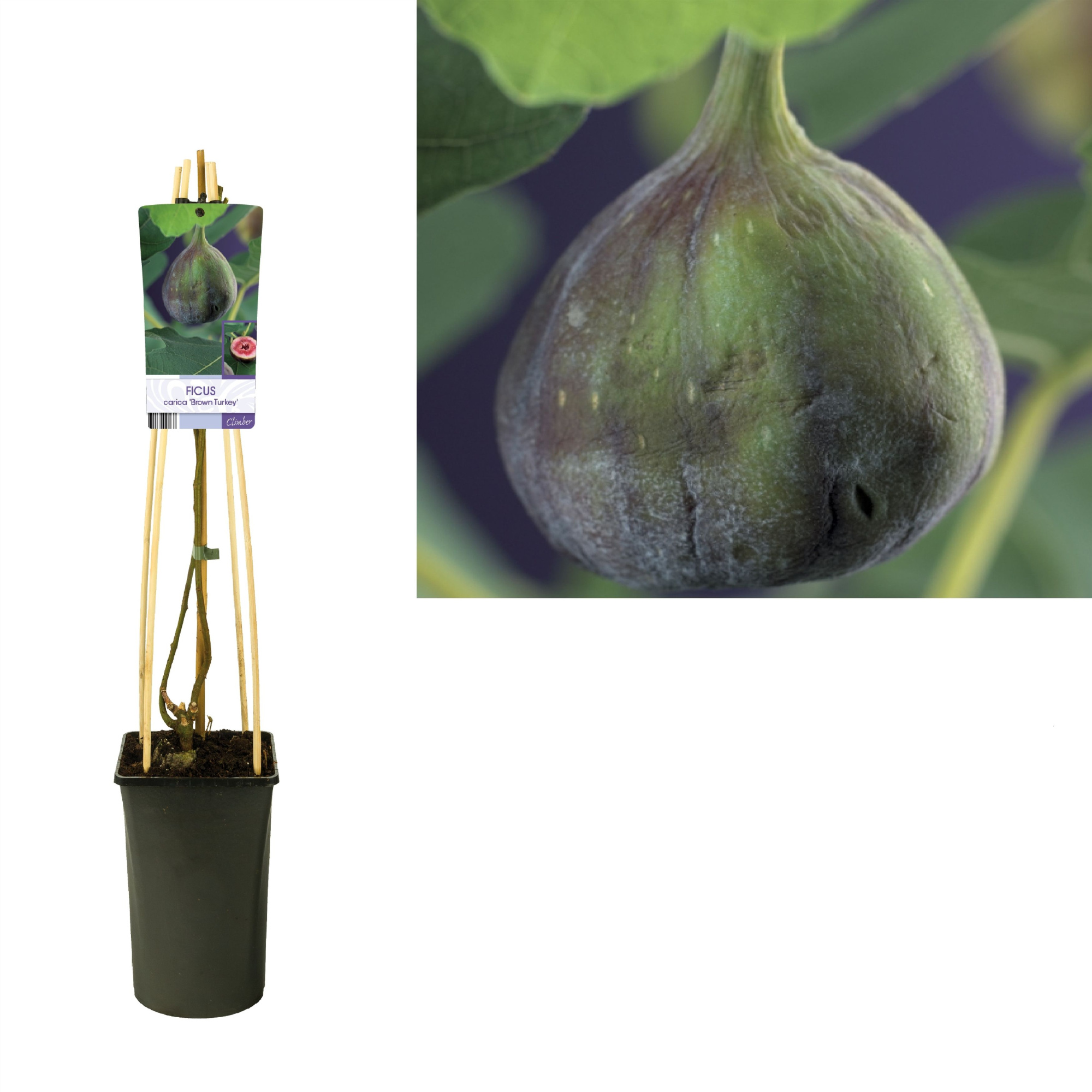 Ficus carica 'Brown Turkey' +light label, D 17 cm