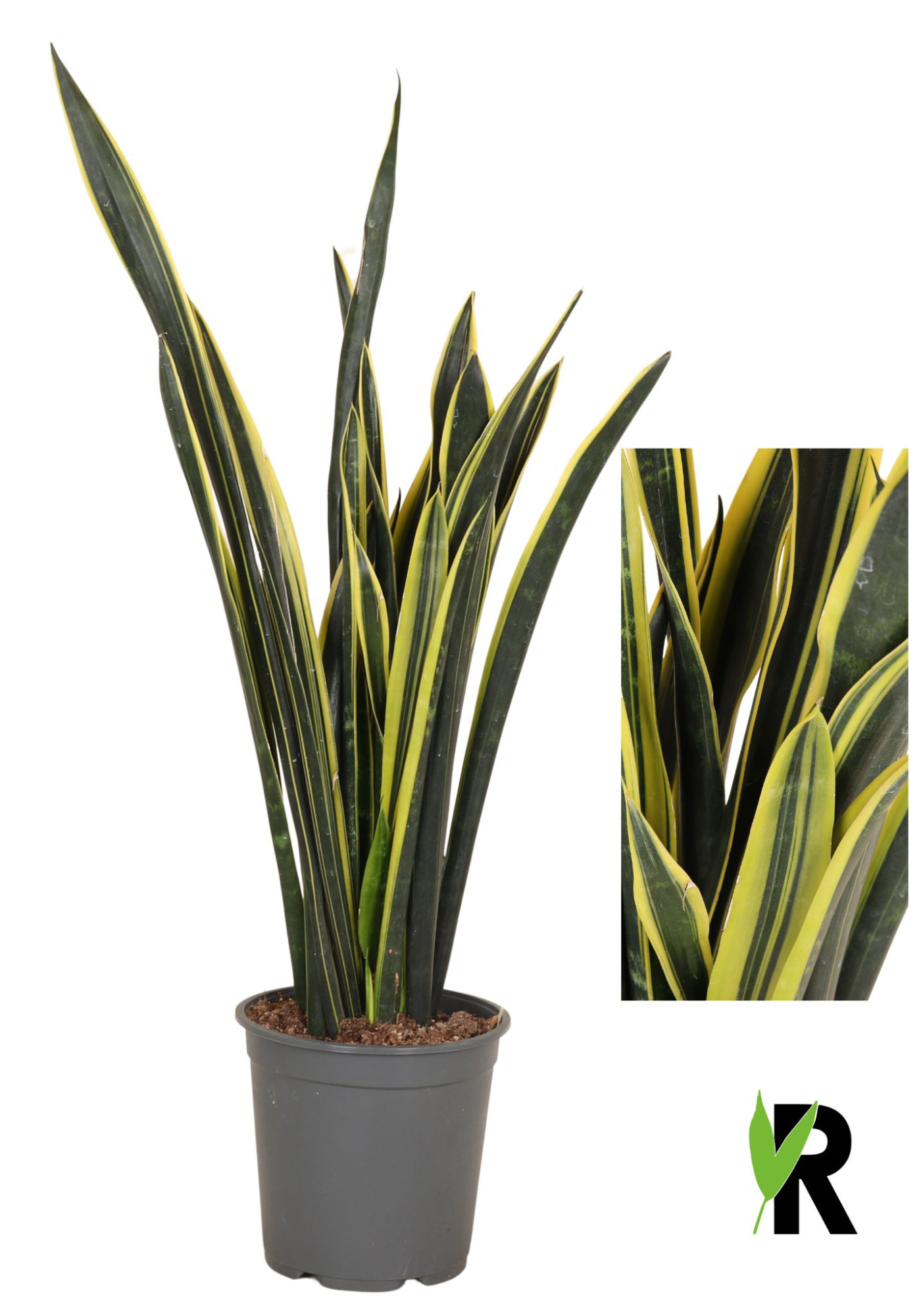Sansevieria Yellow Golden, D 24 cm