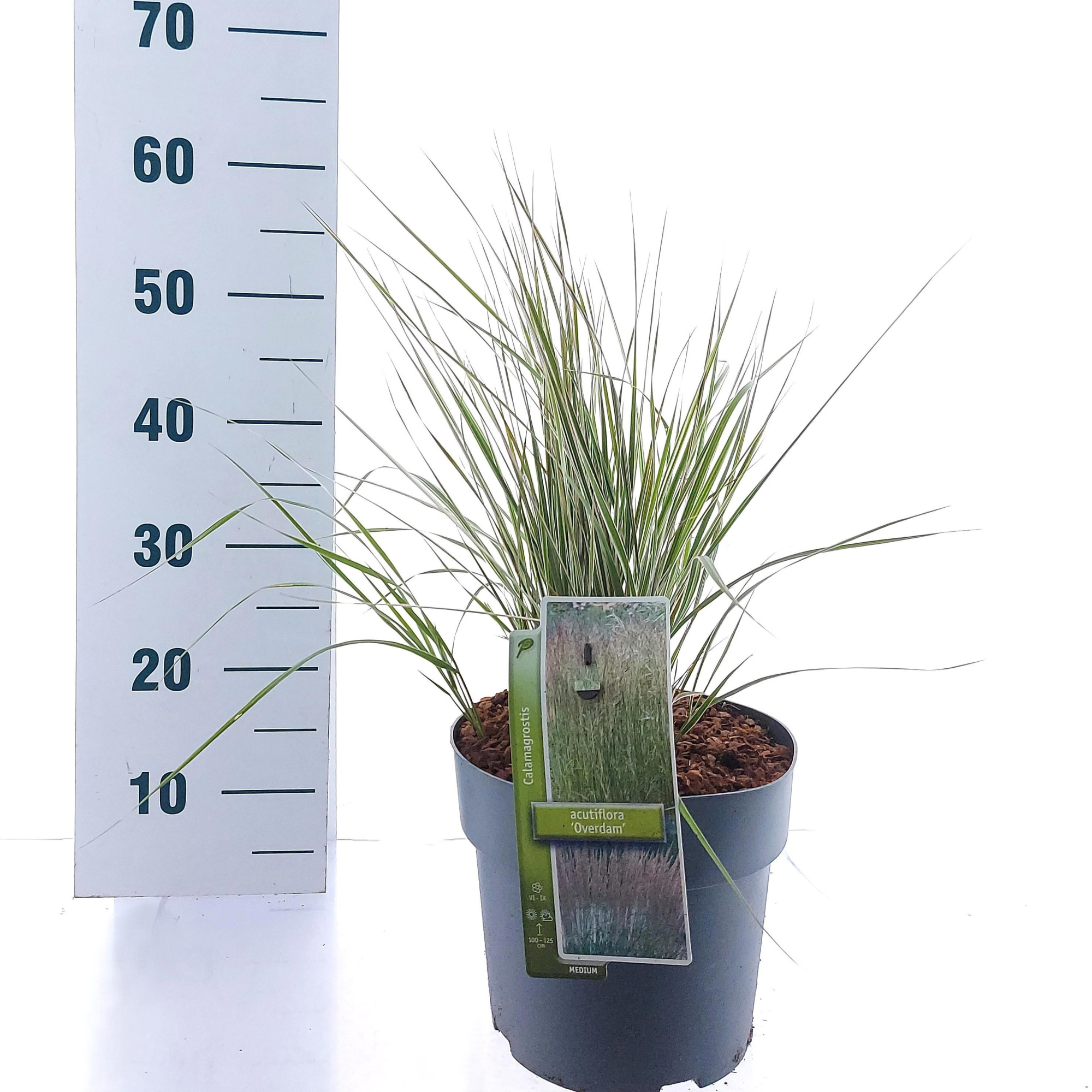 Calamagrostis acutiflora 'Overdam', D 23