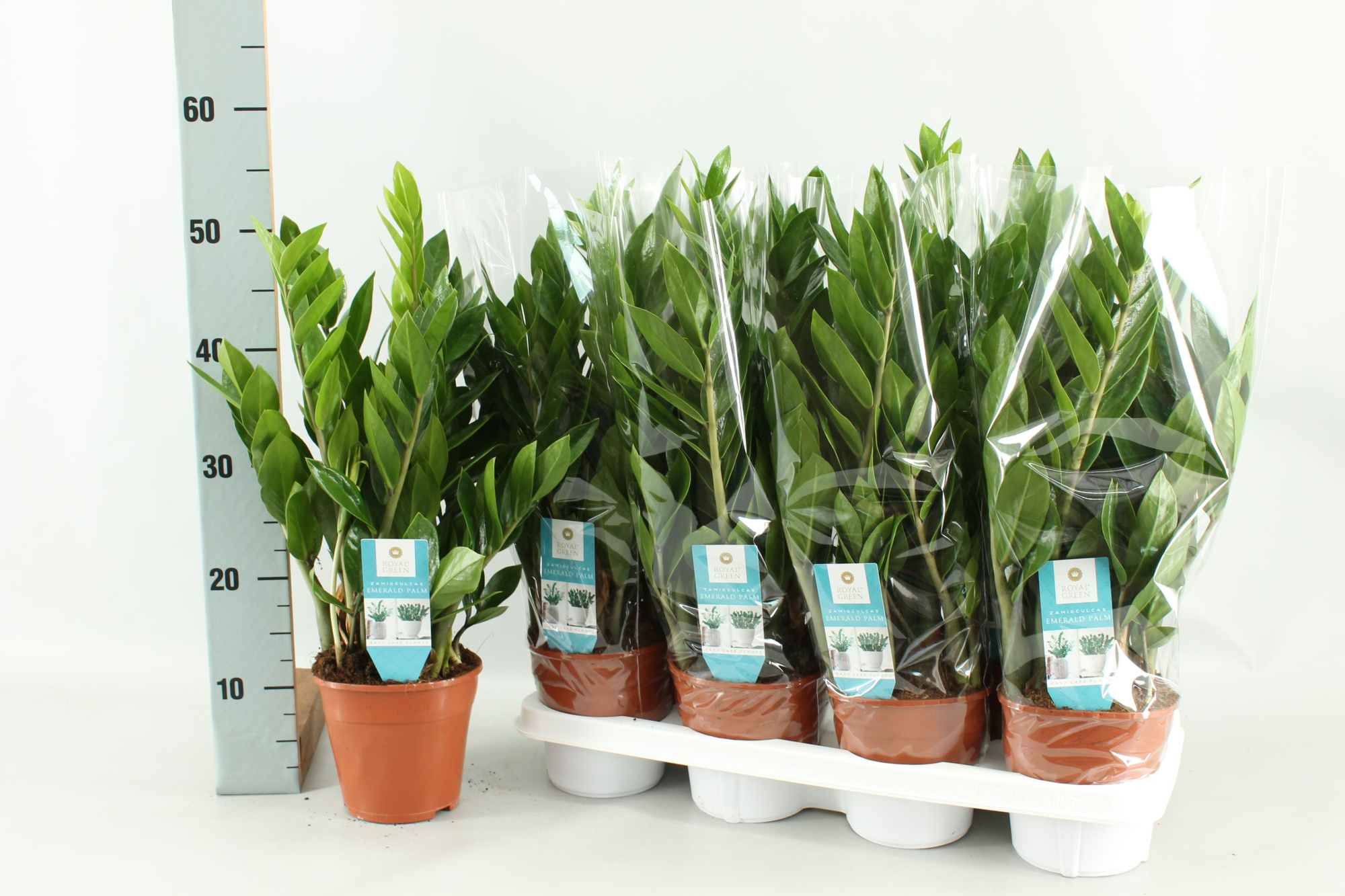 zamioculcas 14 cm, D 14 cm
