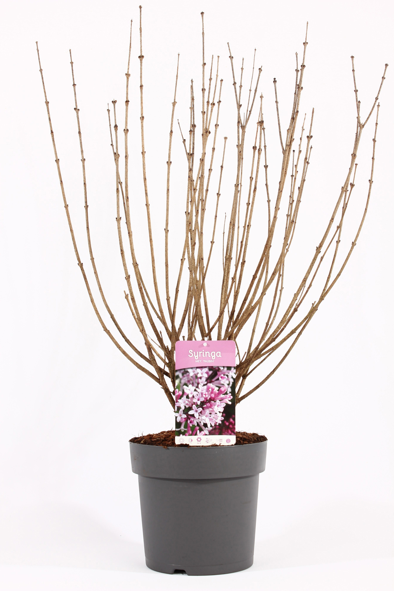 Syringa mey. 'Palibin' C7, D 26