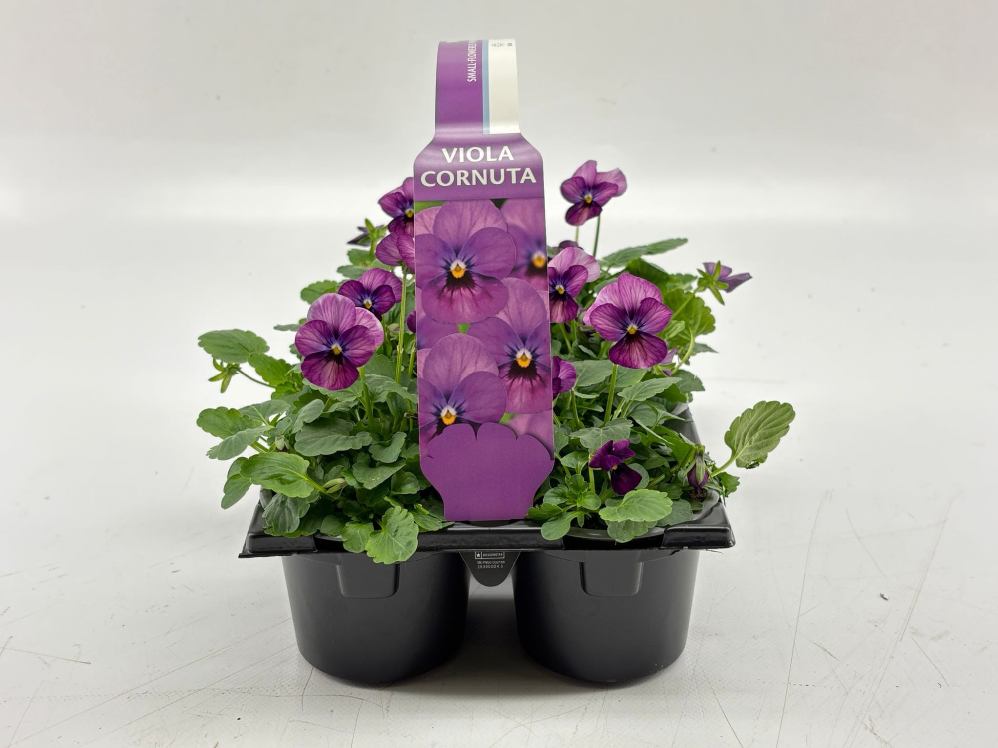 Sixpack Viola Cornuta Plum Antique, D 9
