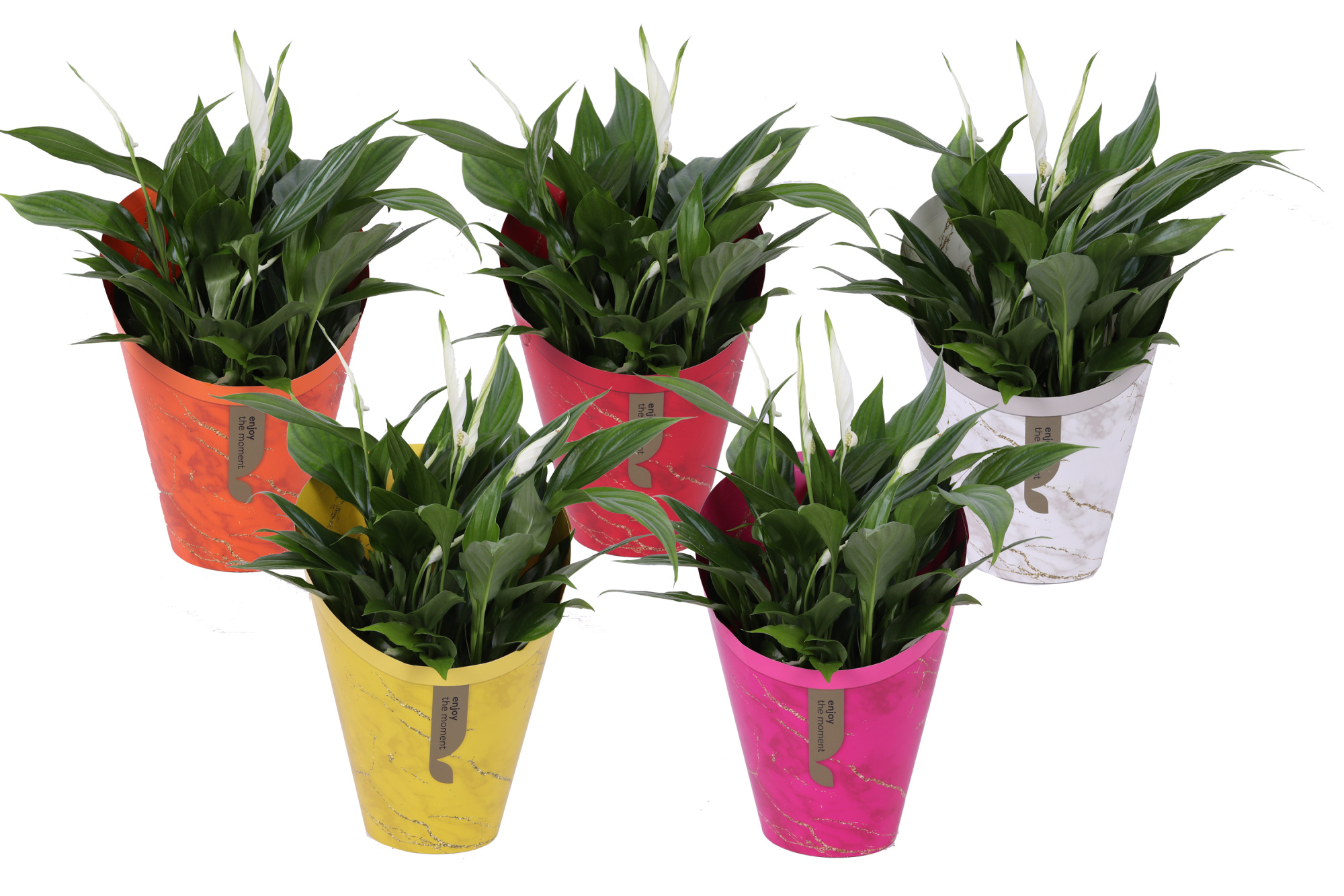 KP-894.14 - Spathiphyllum 15cm in Gifts mix, D 15 cm