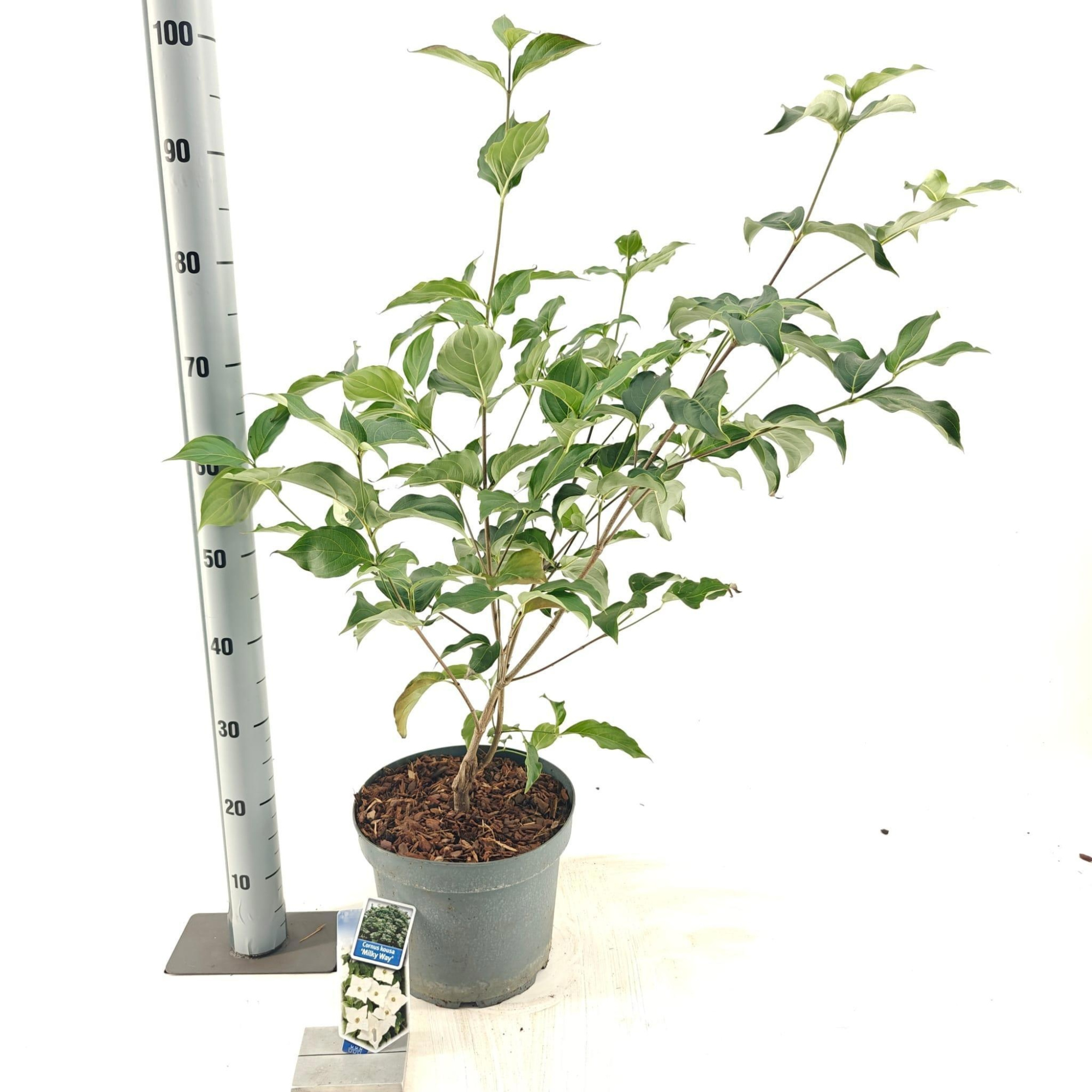 Cornus kousa 'Milky Way', D 26