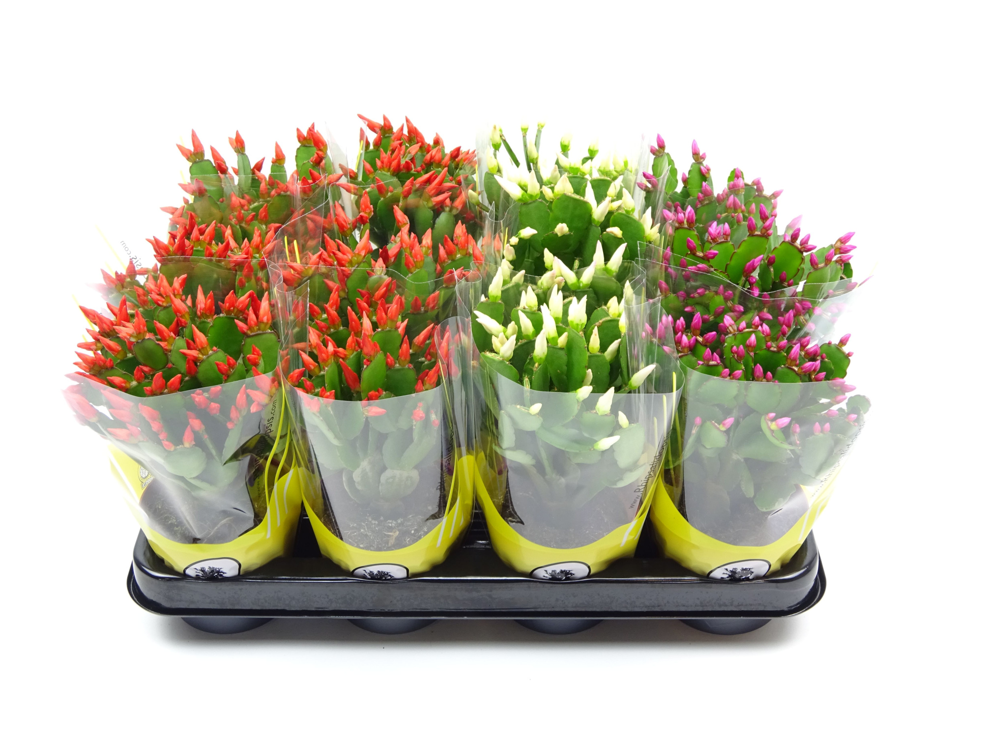 Rhipsalidopsis 9 cm 18+, D 9