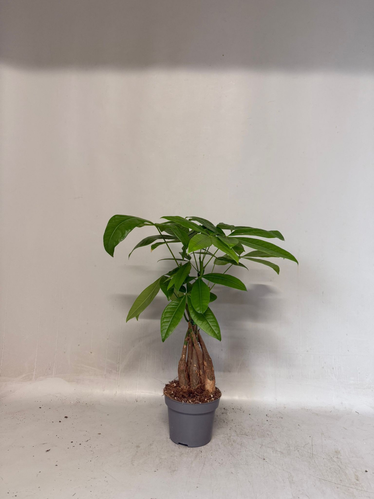 Pachira Aquatica gevlochten stam, D 12 cm
