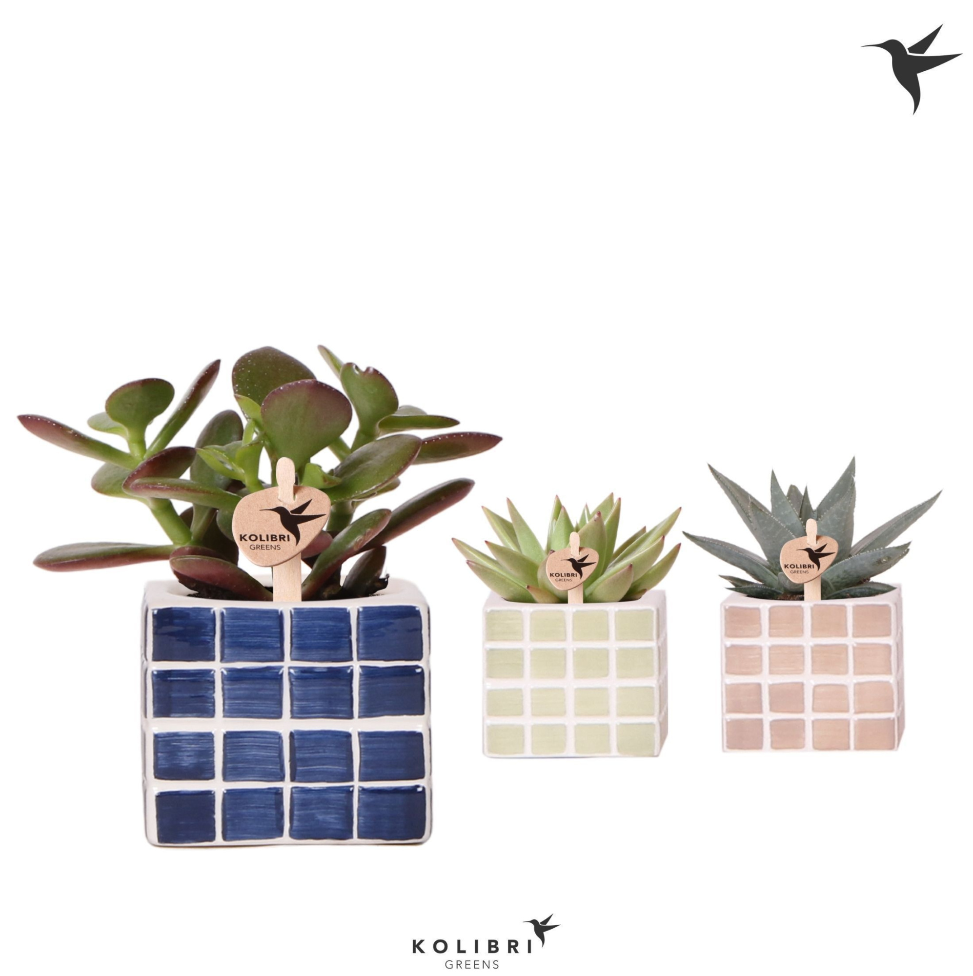 Kolibri Greens Succulenten mix in Mosa pot blue mix, D 6