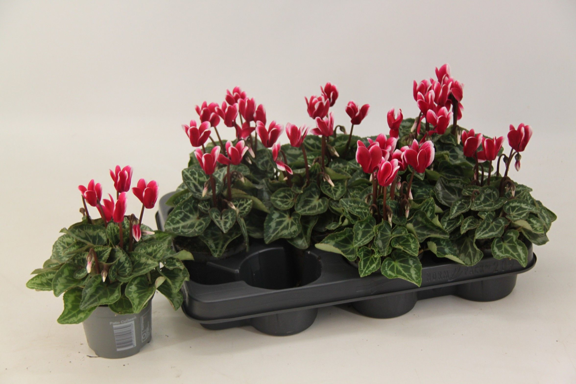 Cyclamen Fantasia Magenta Fonce 9 cm, D 9 cm