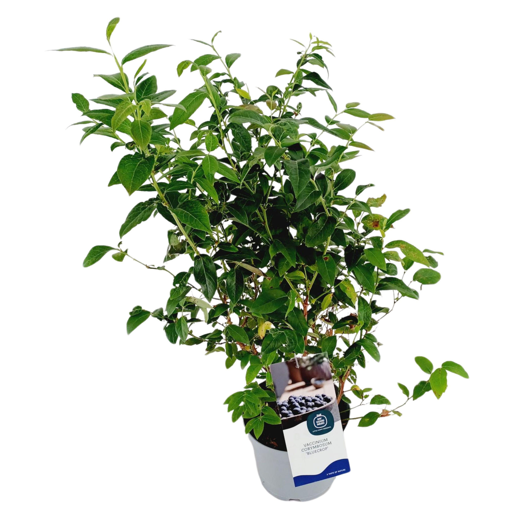 Vaccinium 20cm /2 liter 'Bluecrop', D 17 cm