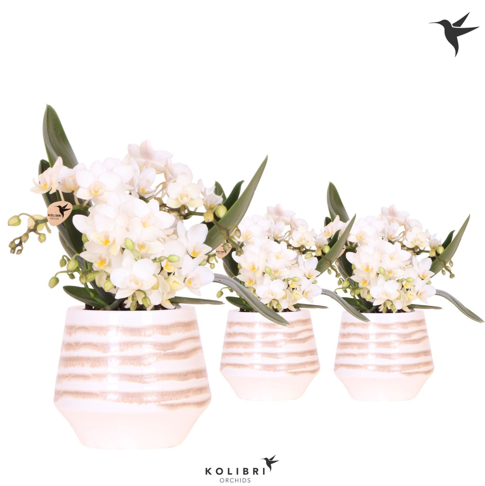 Kolibri Orchids Phalaenopsis Nazare 4 spike in Moonstone pot white, D 9 cm
