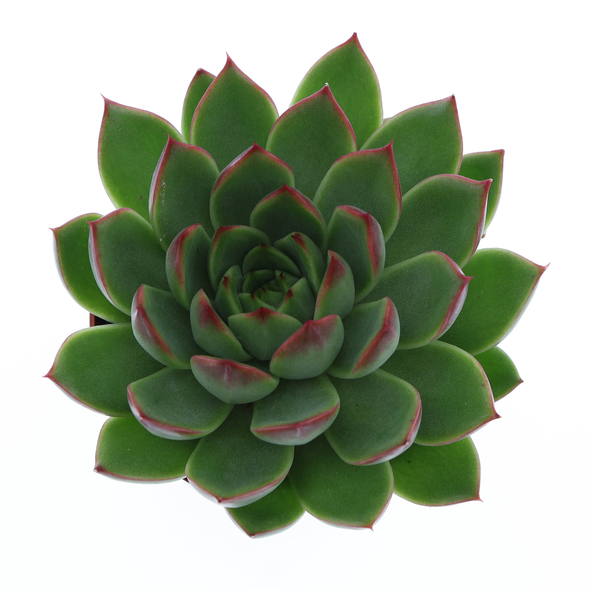 Echeveria costarii, D 8,5 cm