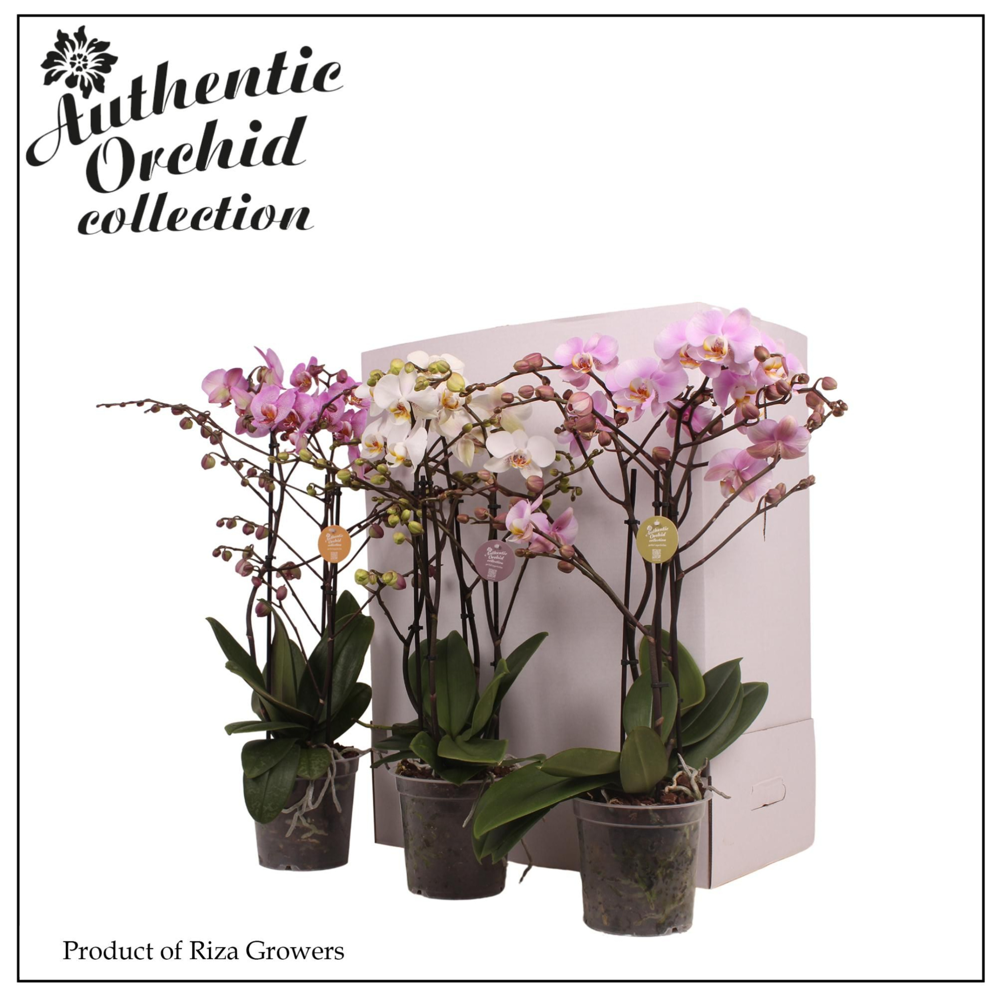 Phalaenopsis Marvellous Mix 40+ - 17cm | Authentic, D 17 cm