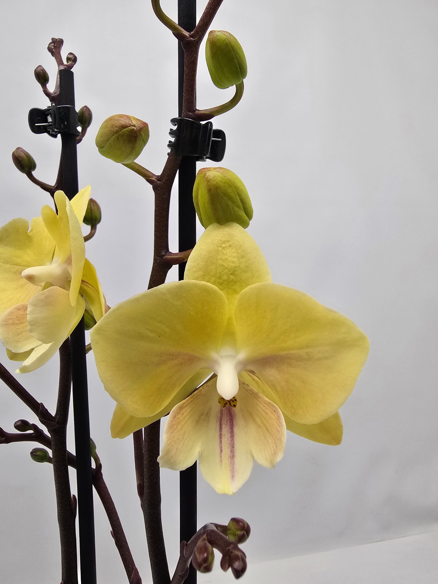 Limited 11 week 43, D 12 cm