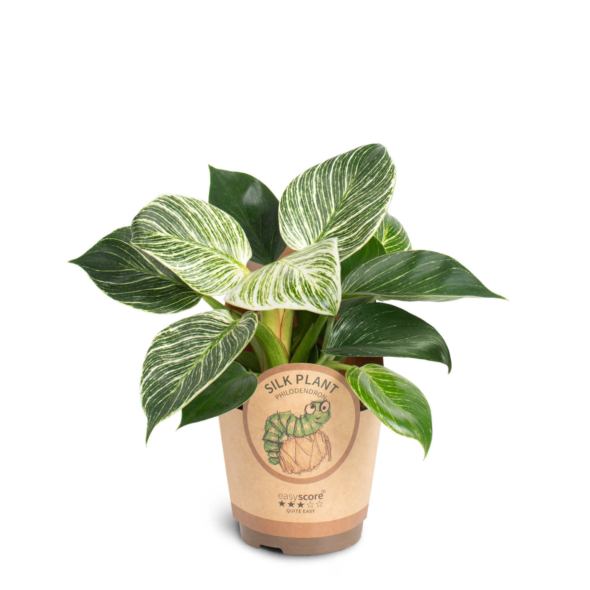 Philodendron ´White Measure´, D 11