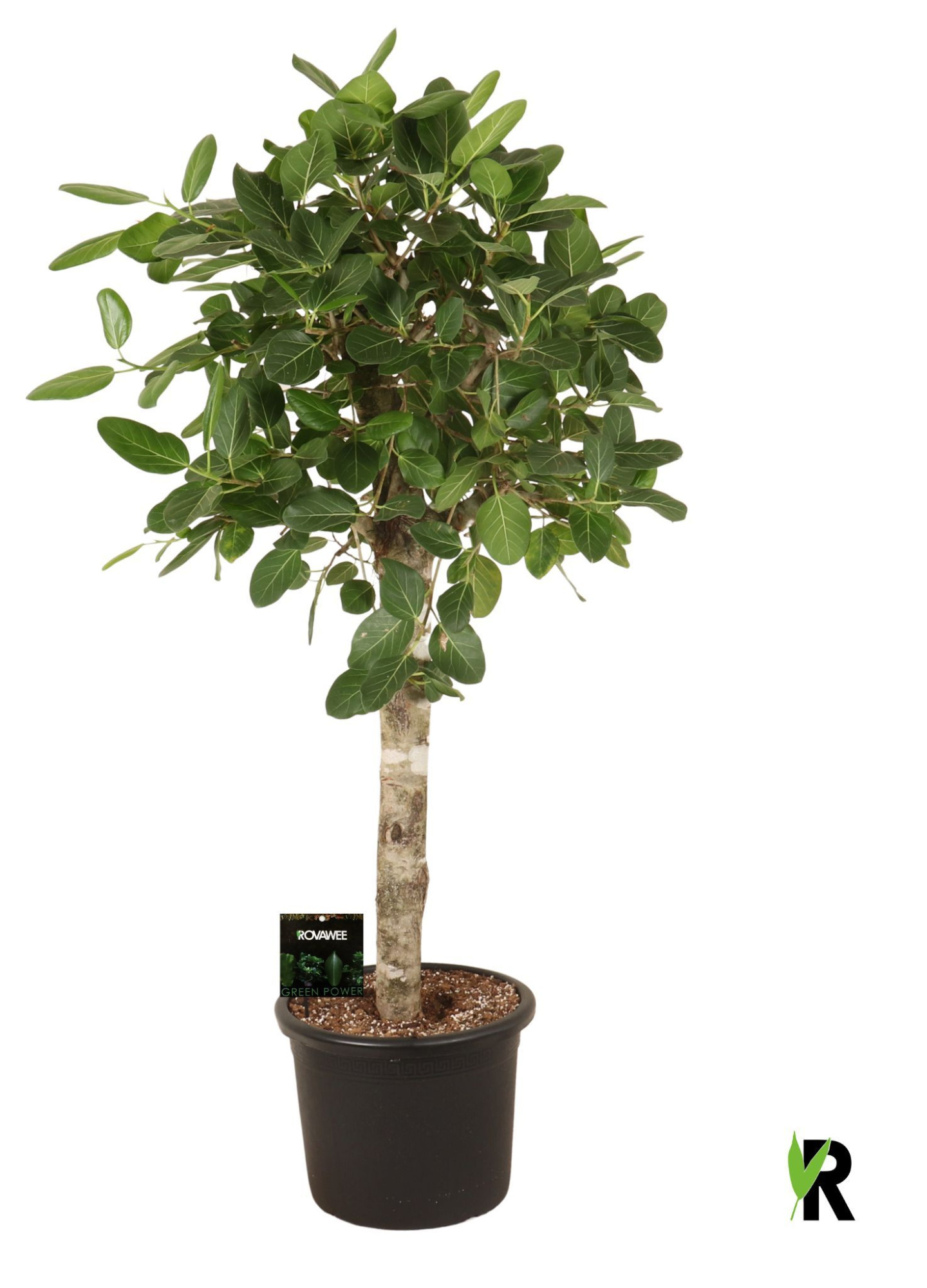 Ficus bengh. Audrey op stam, D 45