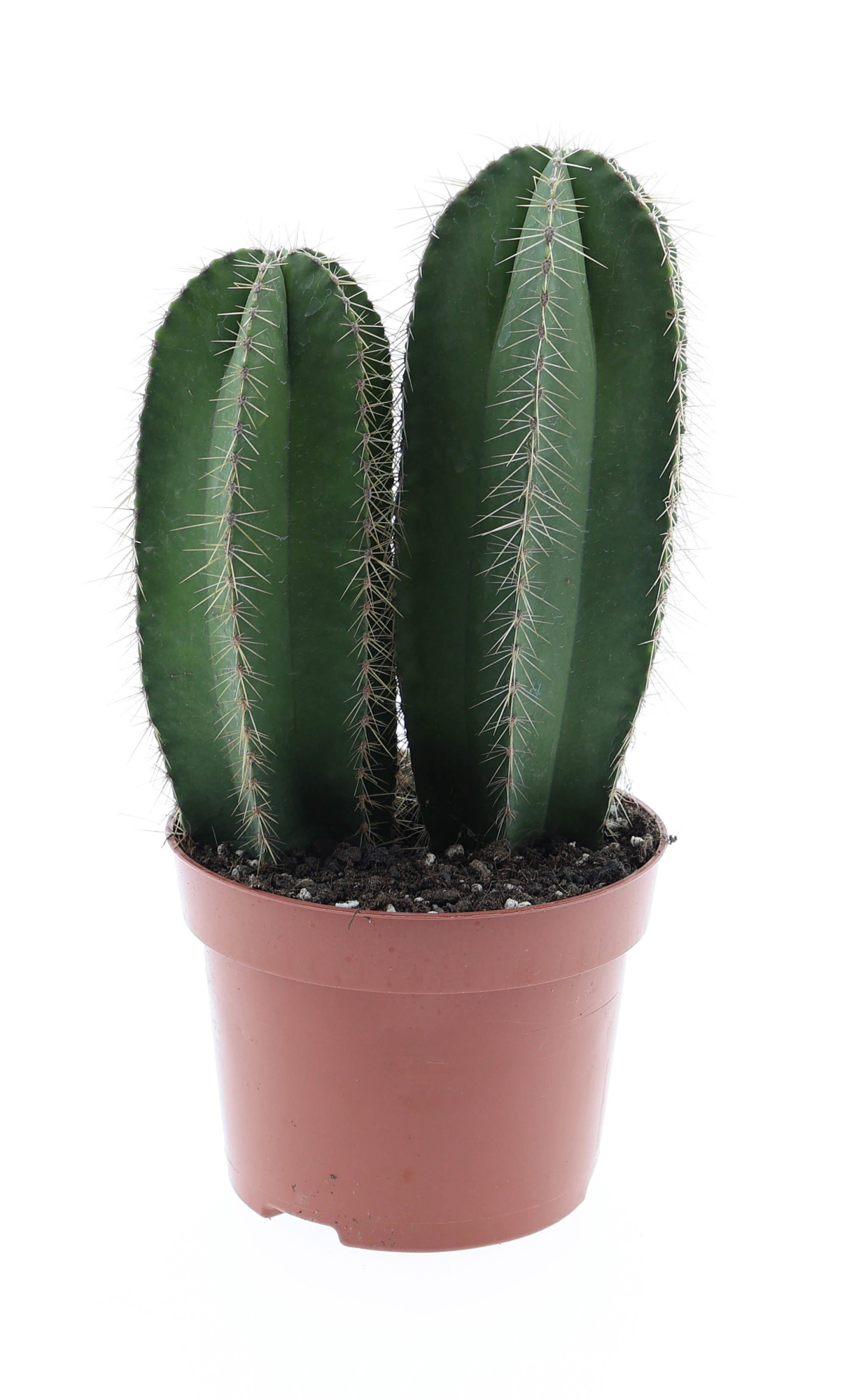 Isolatocereus dumortirii, D 12