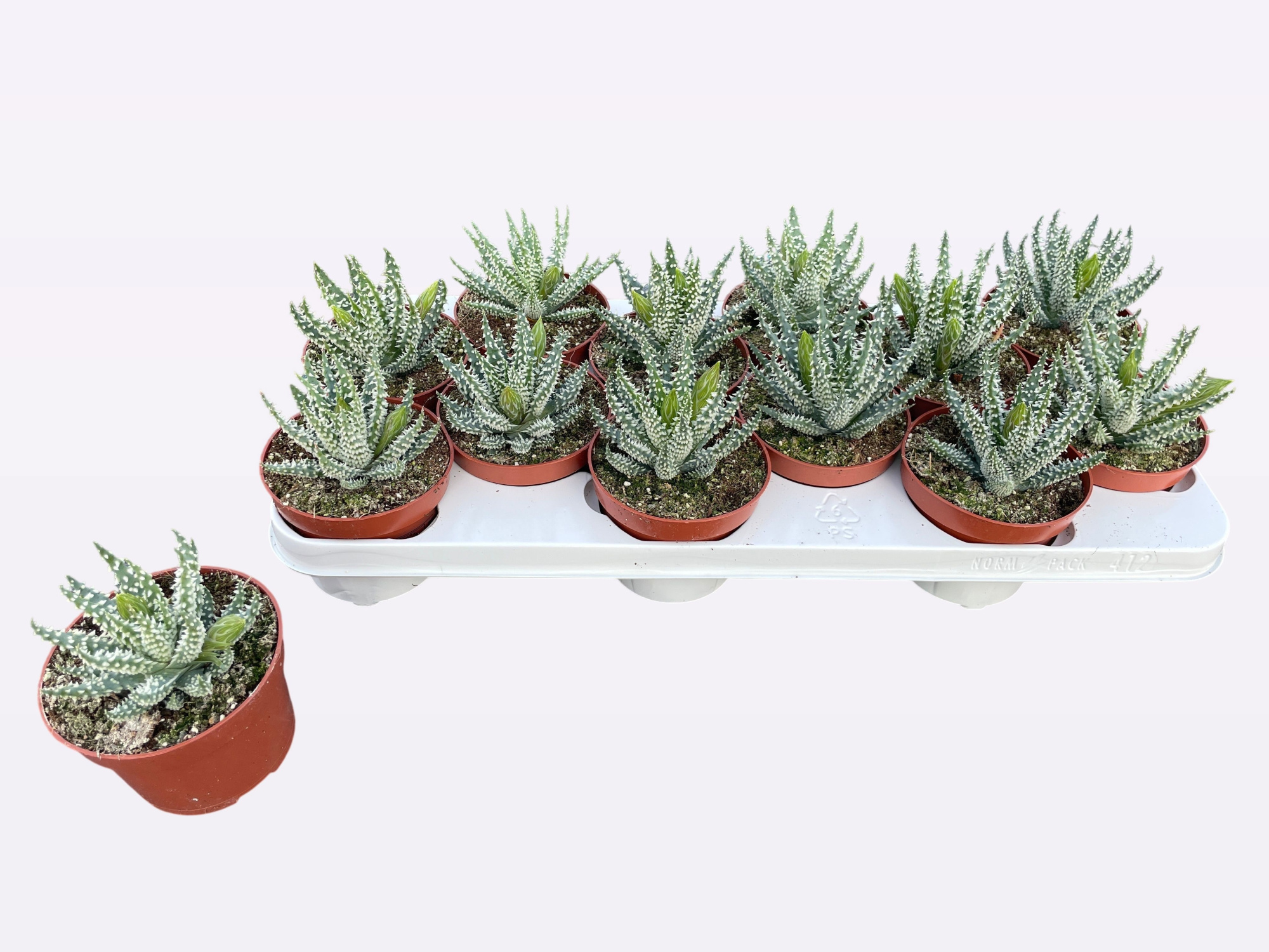 aloe humilis white met knop, D 10,5