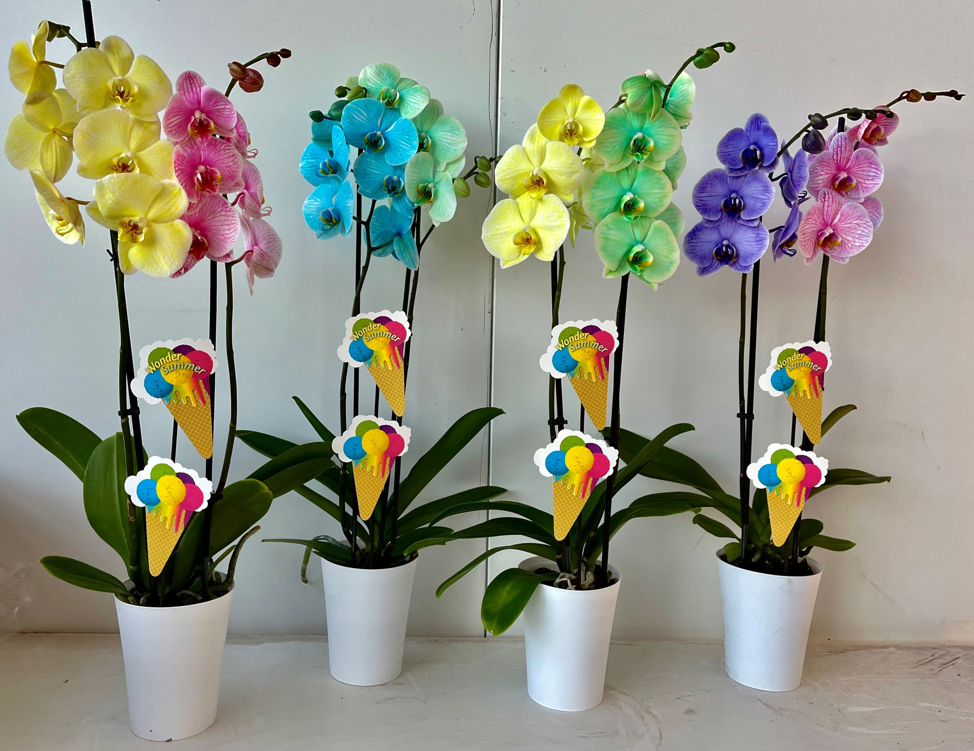 2tak duo met linge pot, D 12 cm