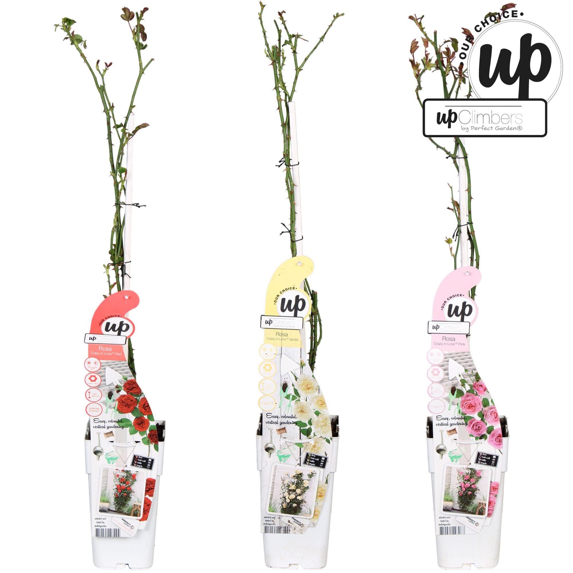 Rosa Our Choice mix laag P15, D 15