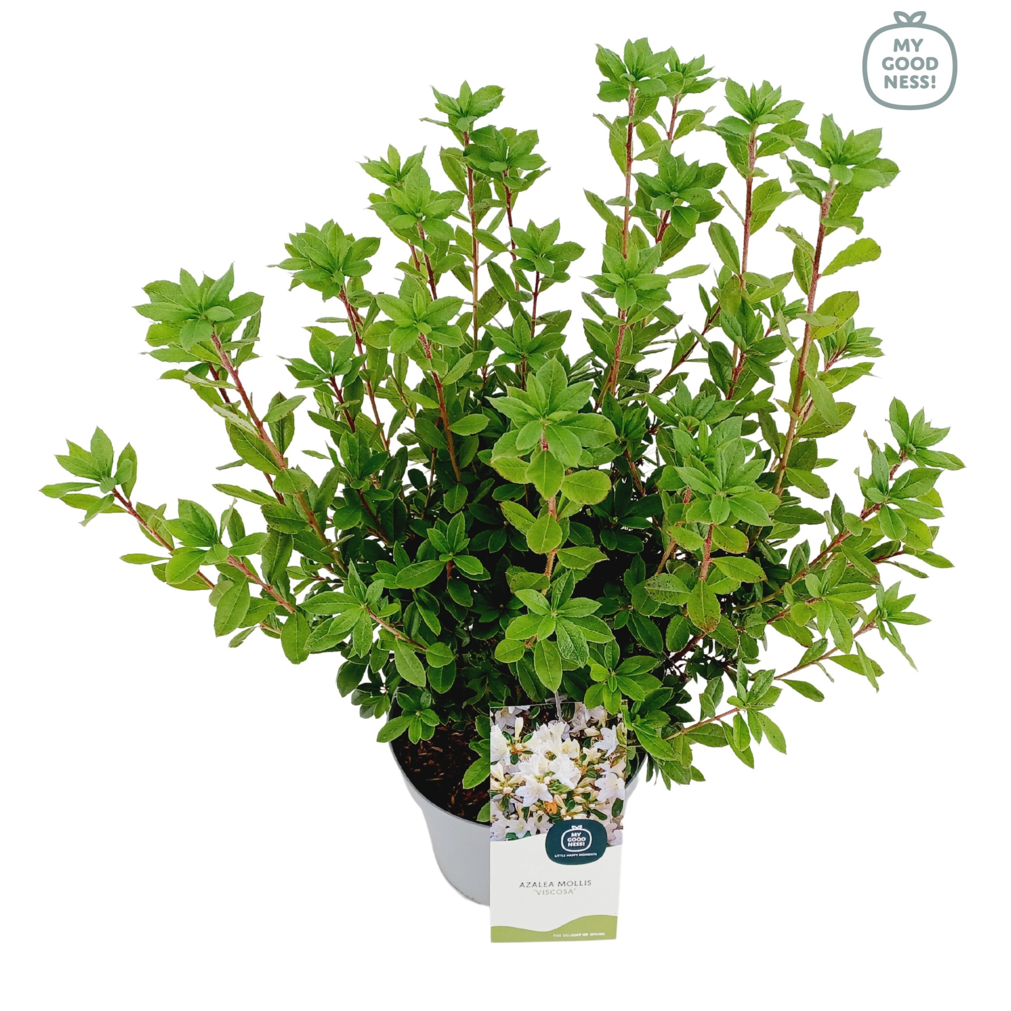 Azalea Mollis 40 /C5 'Viscosa', D 23 cm