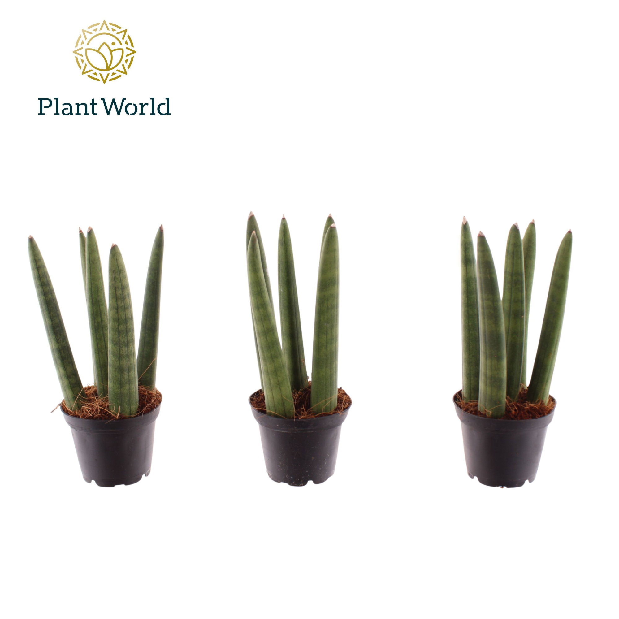 Sansevieria Spaghetti 7 cm, D 7