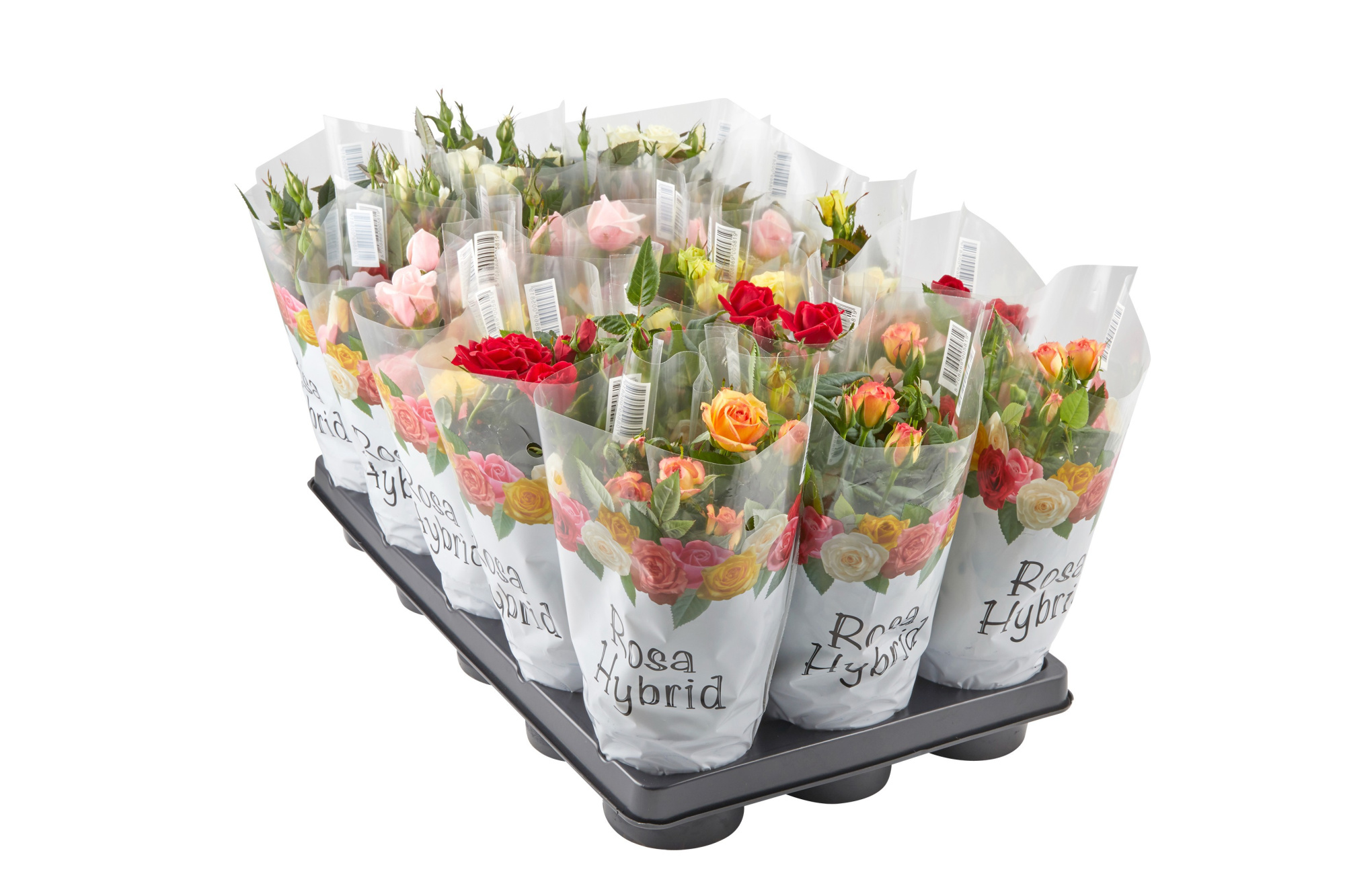 ROSA-HYBRID MINI 'MIX', D 11 cm