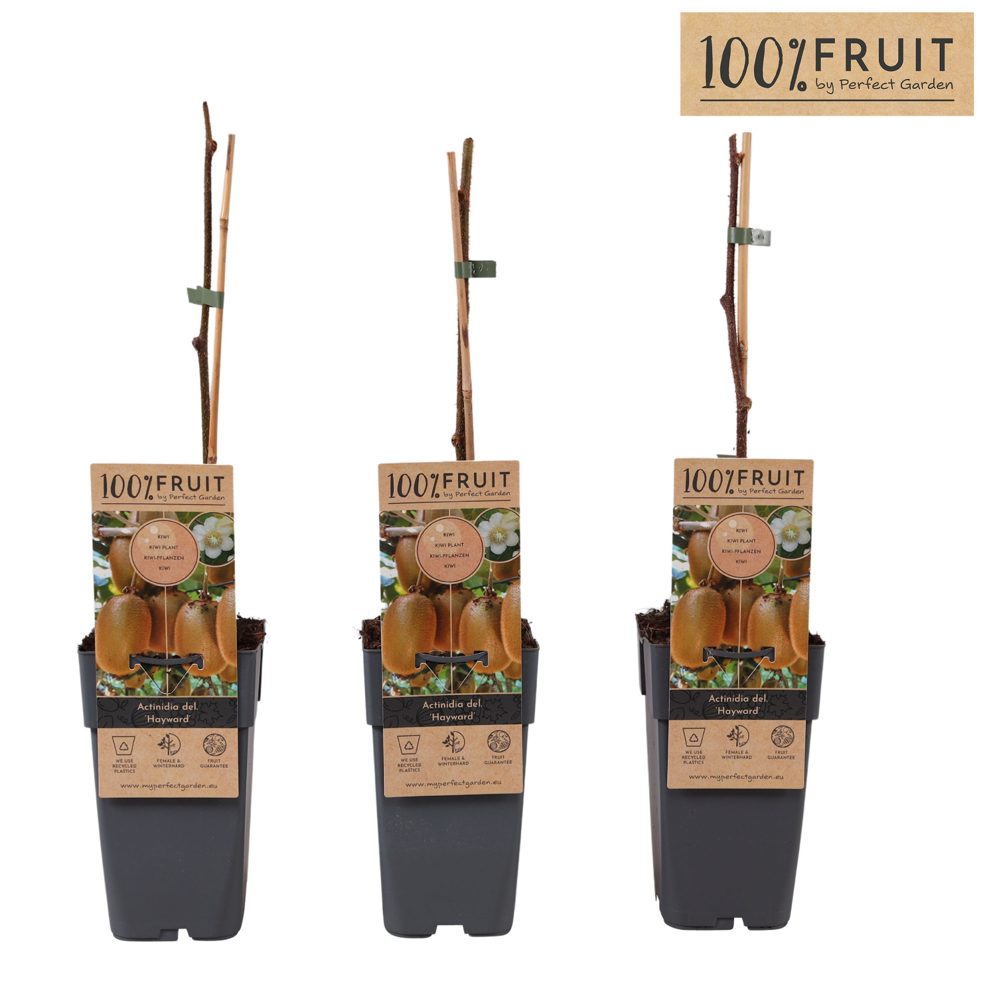 Actinidia deliciosa Hayward P15, D 15