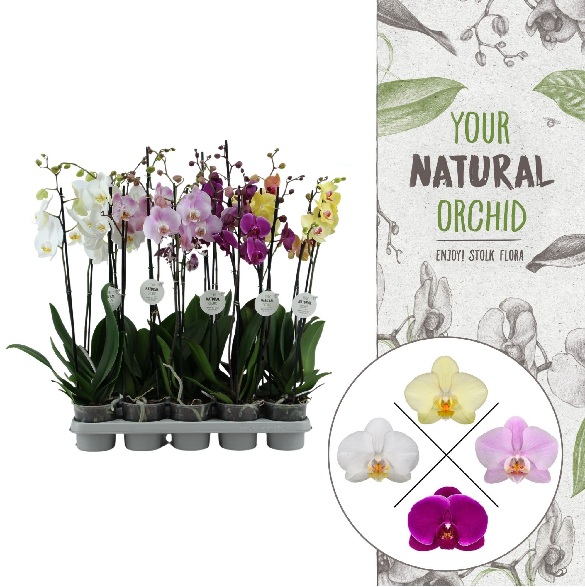 Your Natural Orchid | Mix 65cm | Phalaenopsis 2 spike, D 12 cm